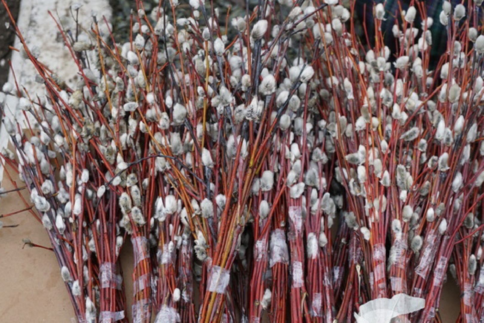 Подольск, верба