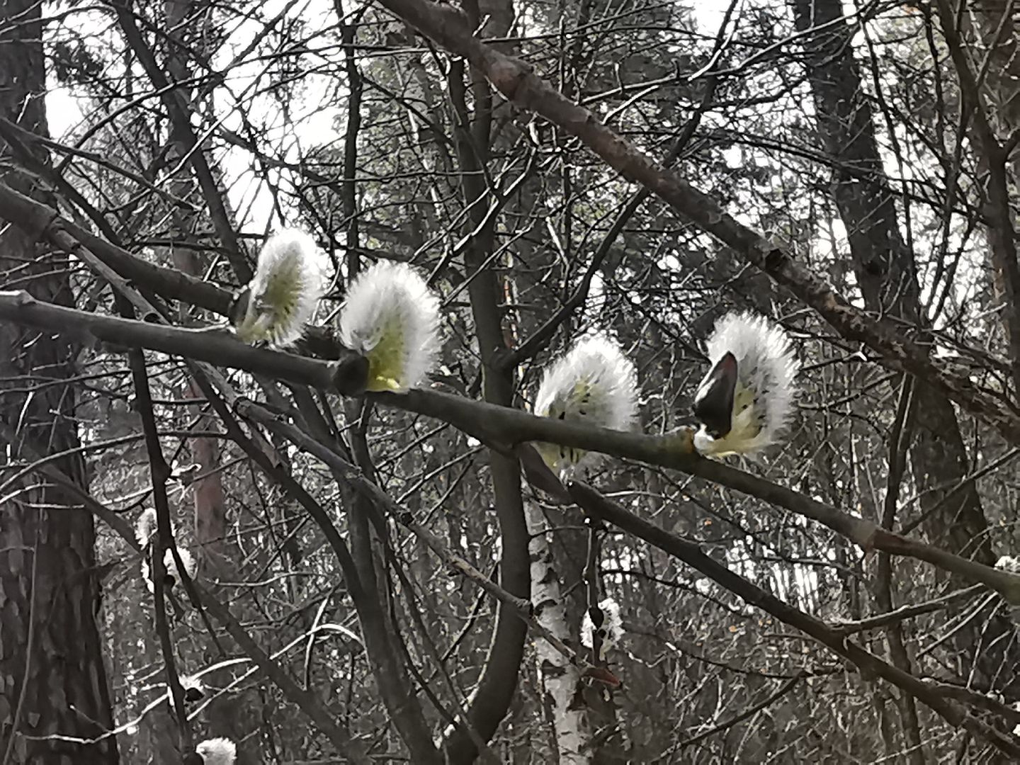 Подольск, верба
