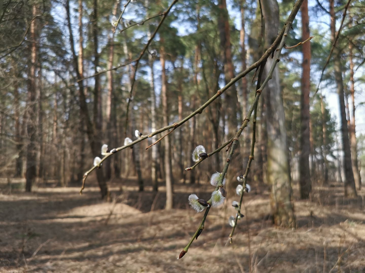 Подольск, верба