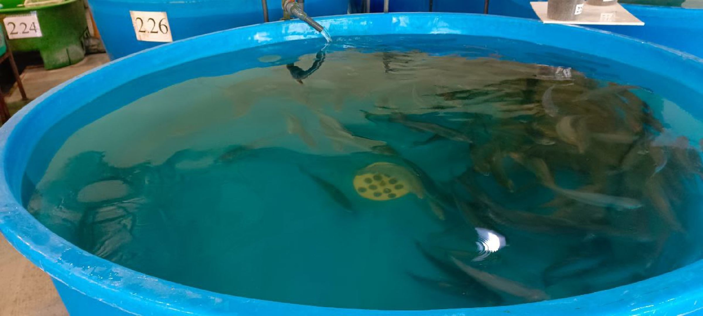 Дмитров, ВНИРО, ВНИИПРХ,