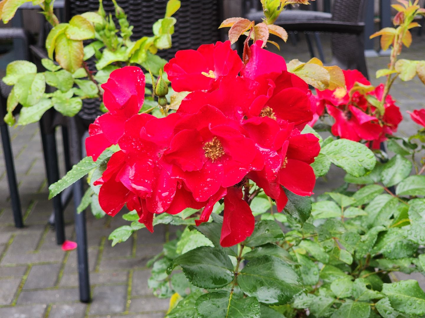 Звенигород, образование подмосковья,