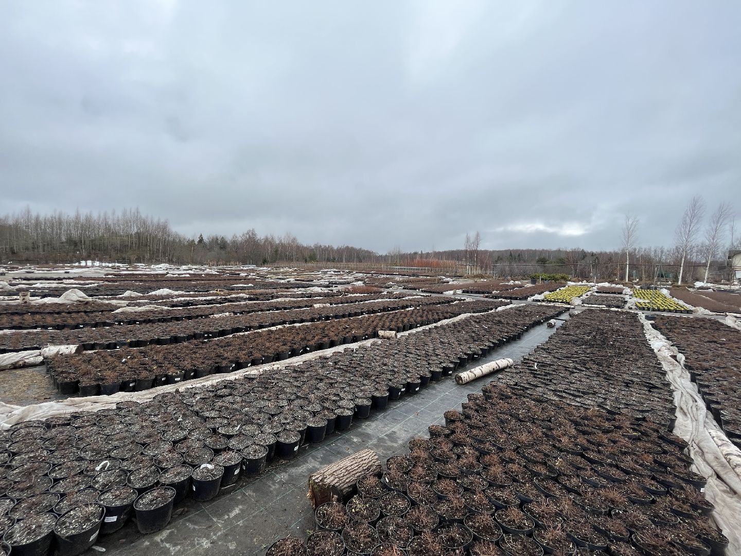 Шаховская, питомник, растения