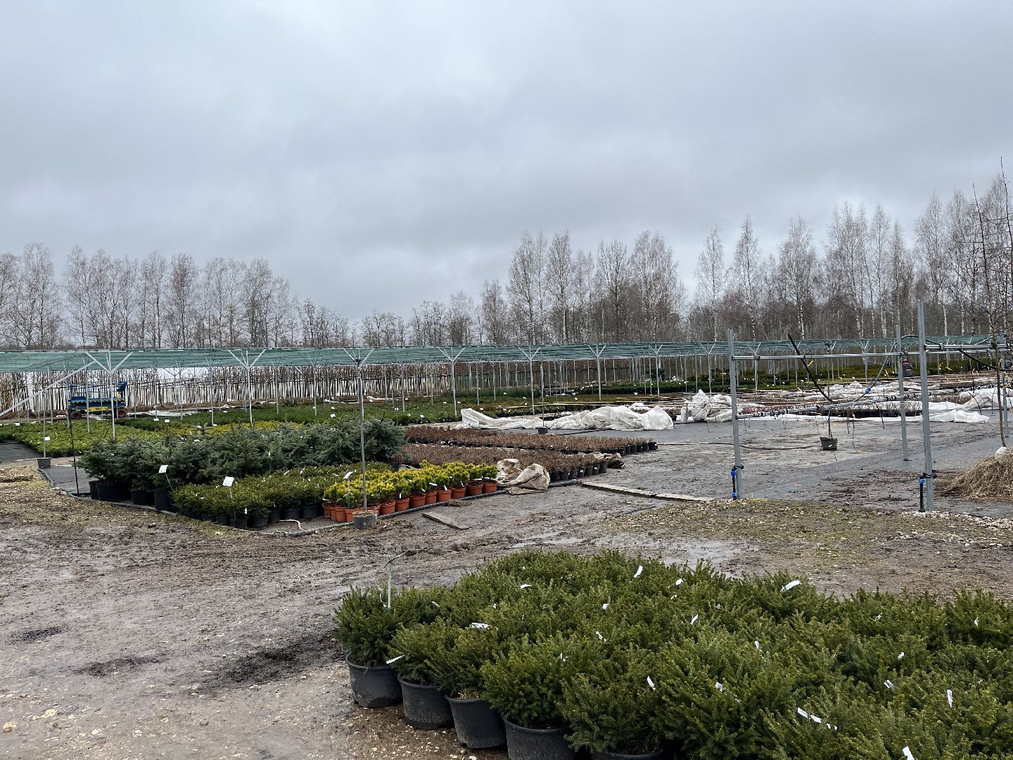 Шаховская, питомник, растения