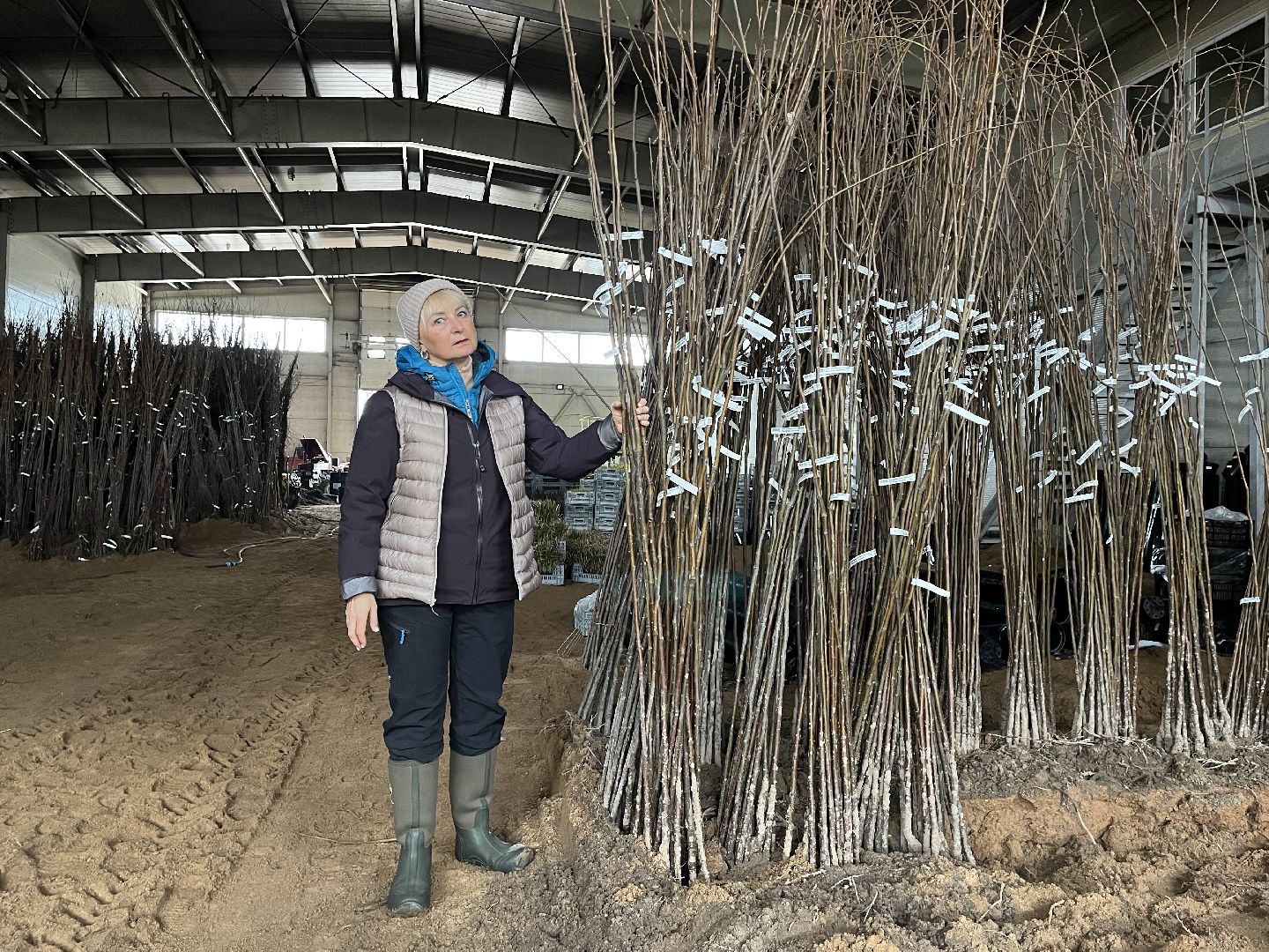 Шаховская, питомник, растения