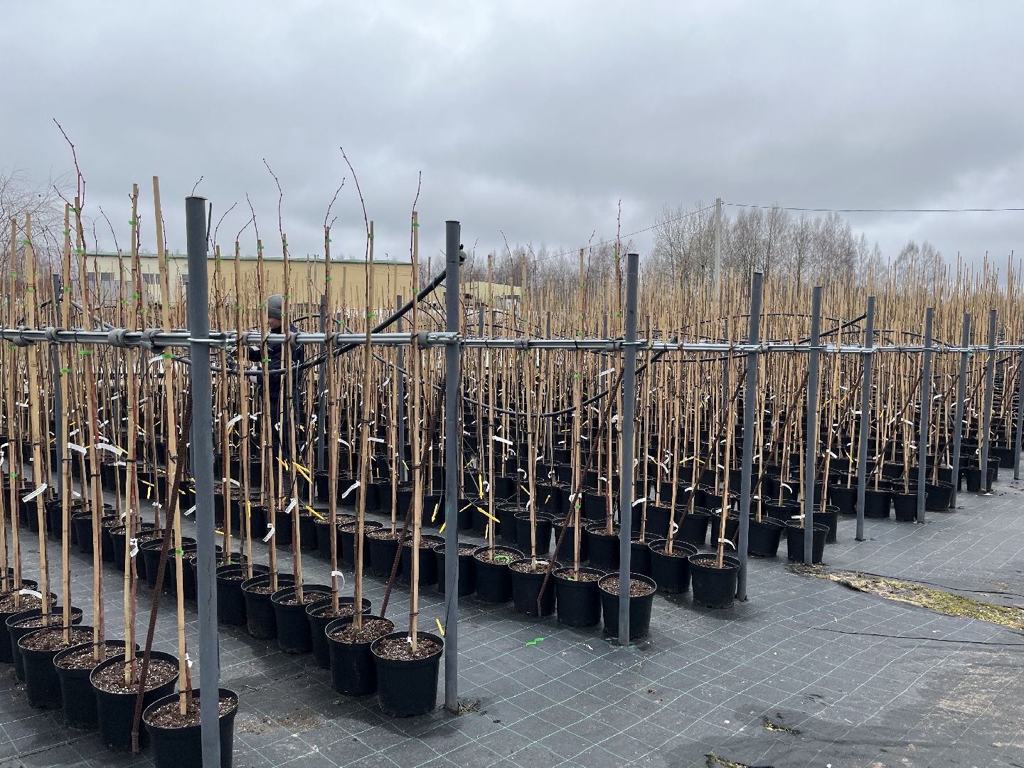 Шаховская, питомник, растения