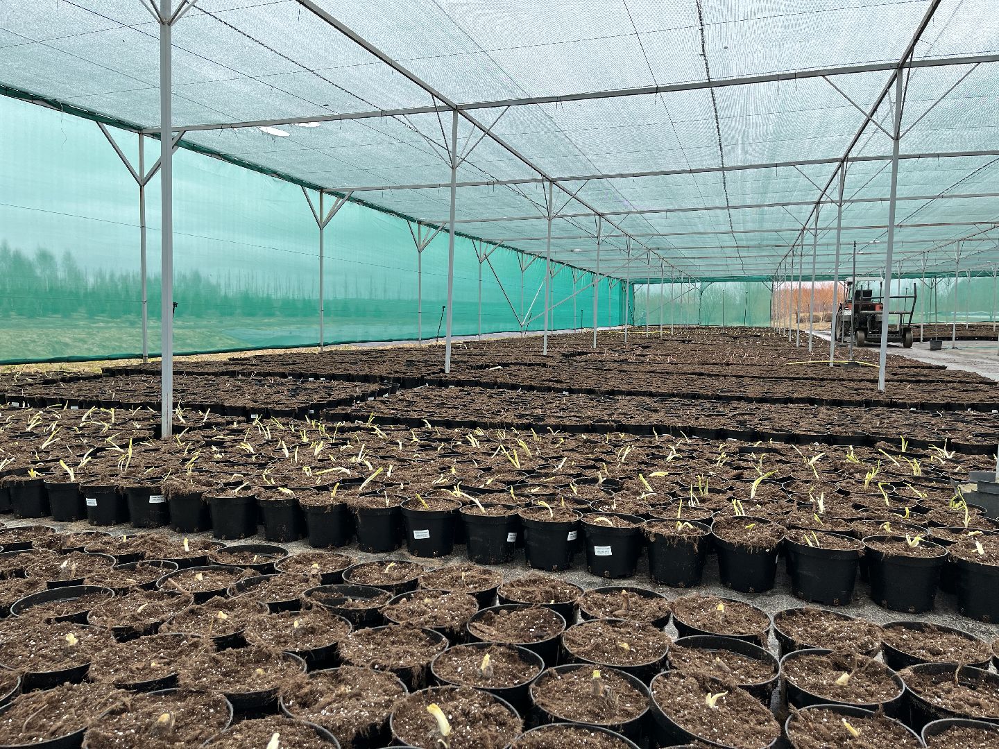 Шаховская, питомник, растения