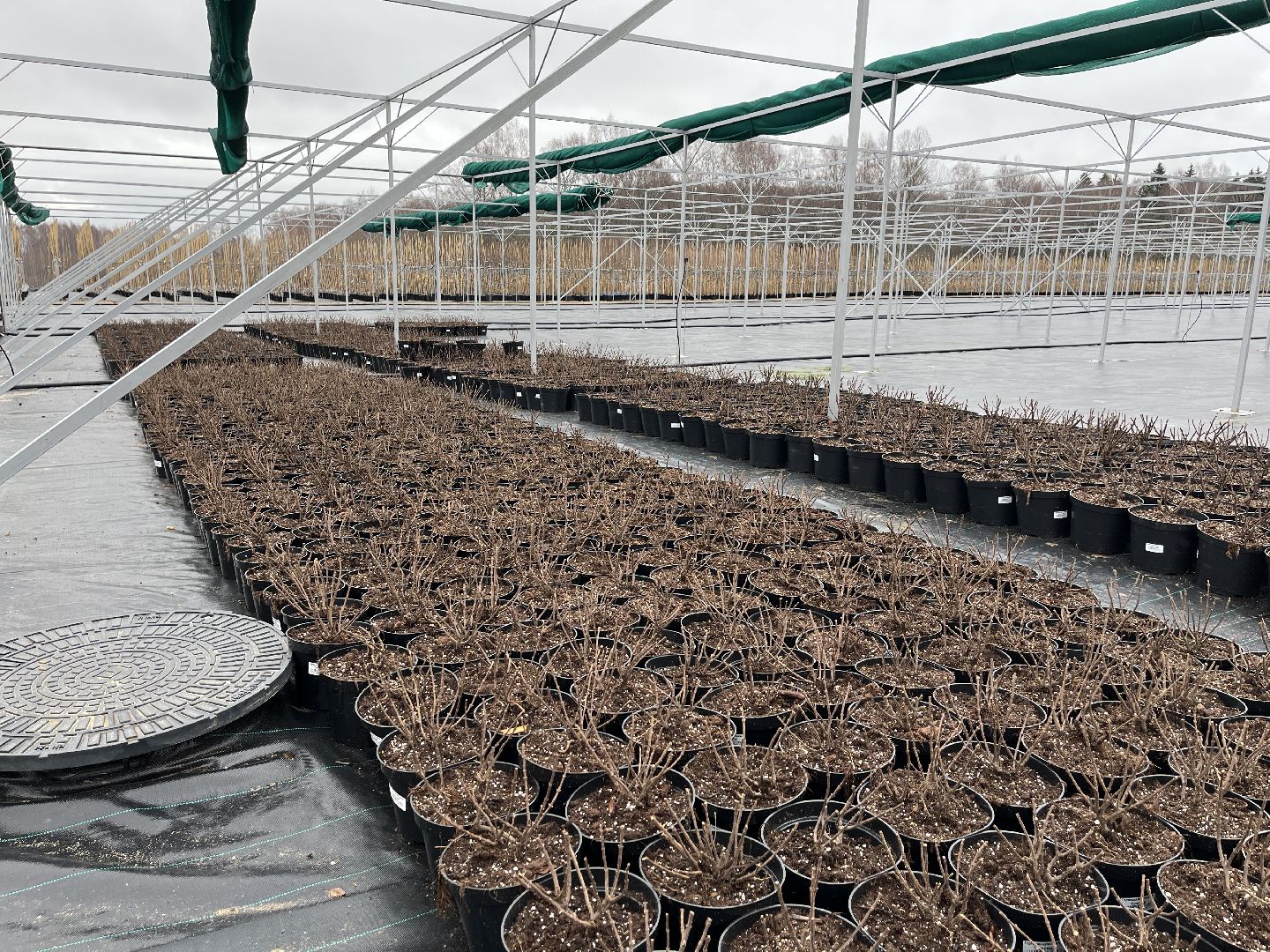 Шаховская, питомник, растения