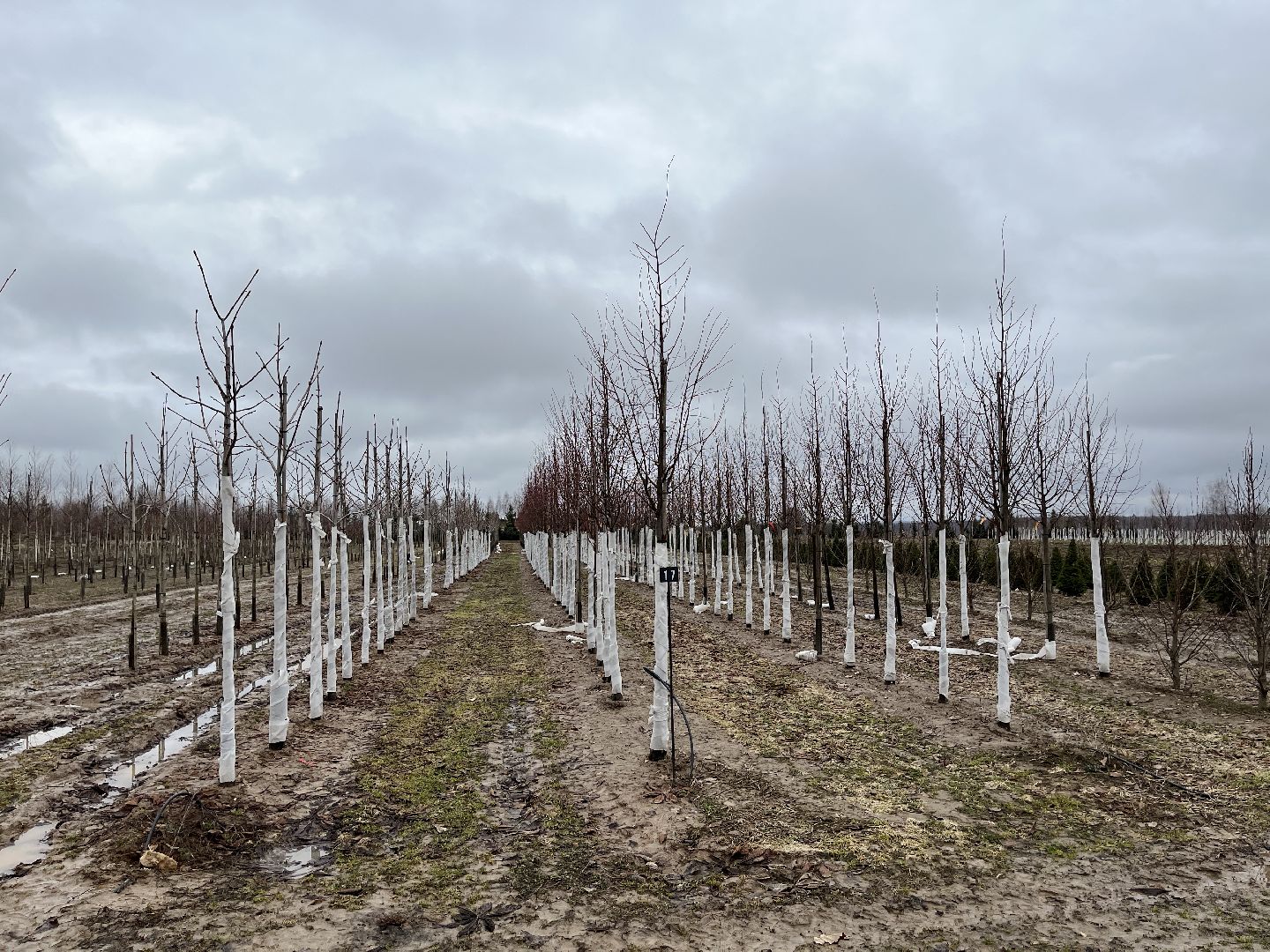 Шаховская, питомник, растения