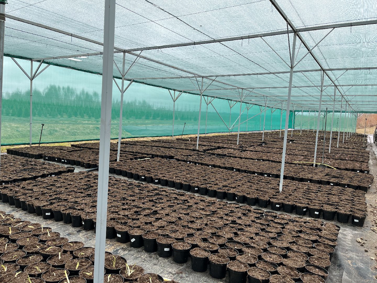 Шаховская, питомник, растения