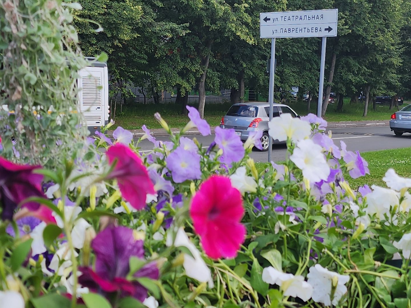долгопрудный, владислав юдин, клумбы, кашпо, петуньи, дихондры,