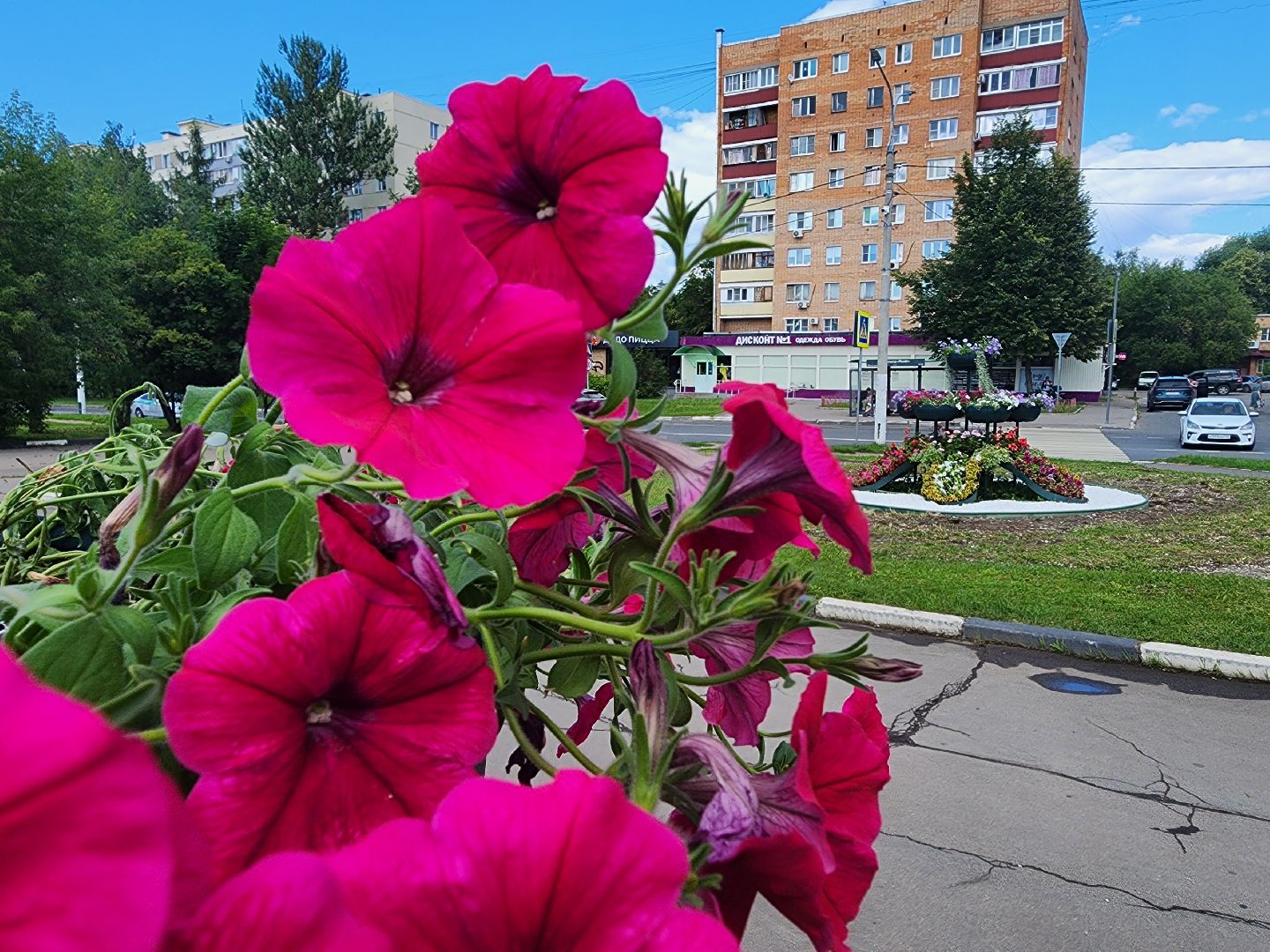 долгопрудный, владислав юдин, клумбы, кашпо, петуньи, дихондры,