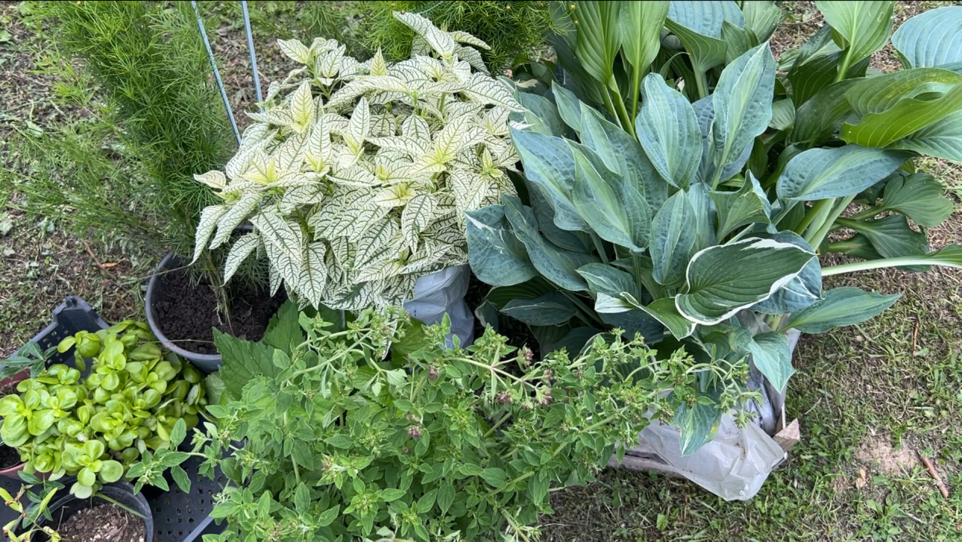 химки, благоустройство, больница, садоводство, клумбы,