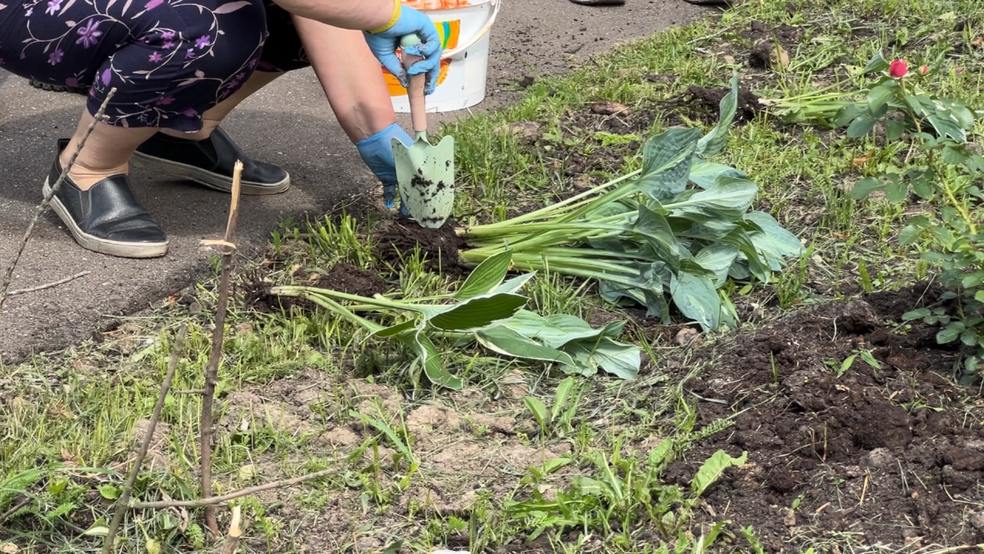 химки, благоустройство, больница, садоводство, клумбы,