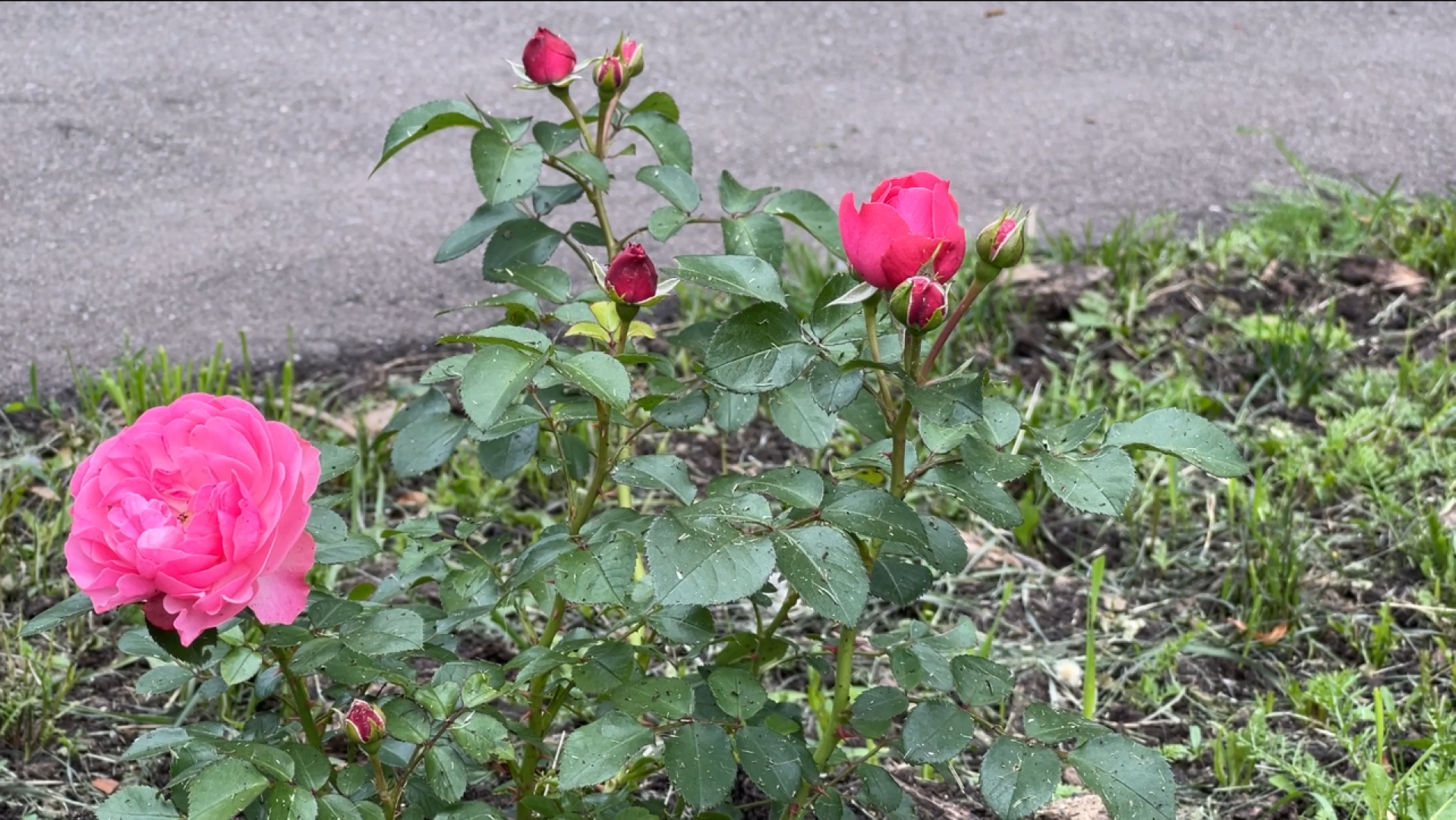 химки, благоустройство, больница, садоводство, клумбы,