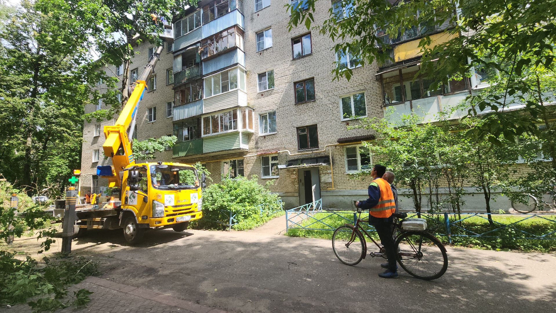 пушкино, благоустройство, удаление деревьев, обрезка деревьев,заявка жителей,