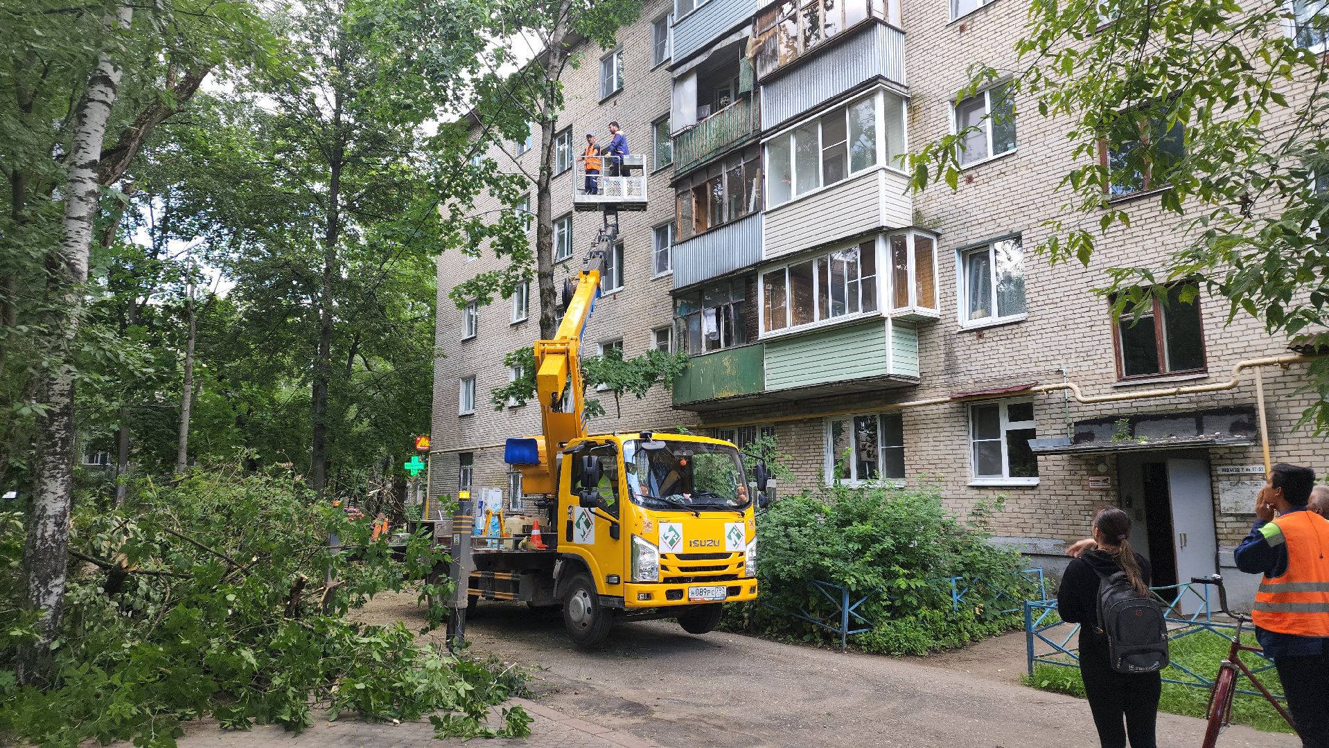 пушкино, благоустройство, удаление деревьев, обрезка деревьев,заявка жителей,