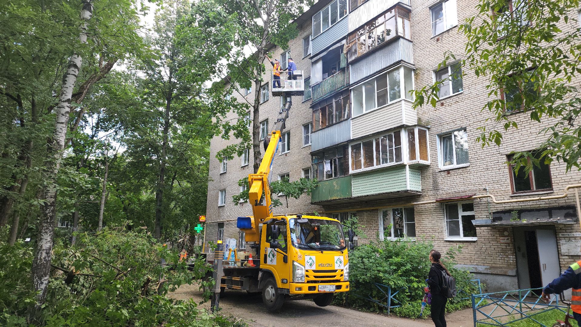 пушкино, благоустройство, удаление деревьев, обрезка деревьев,заявка жителей,