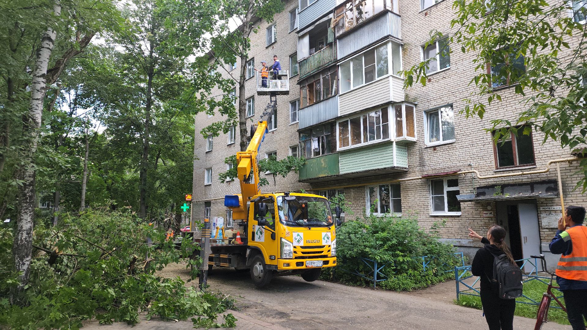 пушкино, благоустройство, удаление деревьев, обрезка деревьев,заявка жителей,