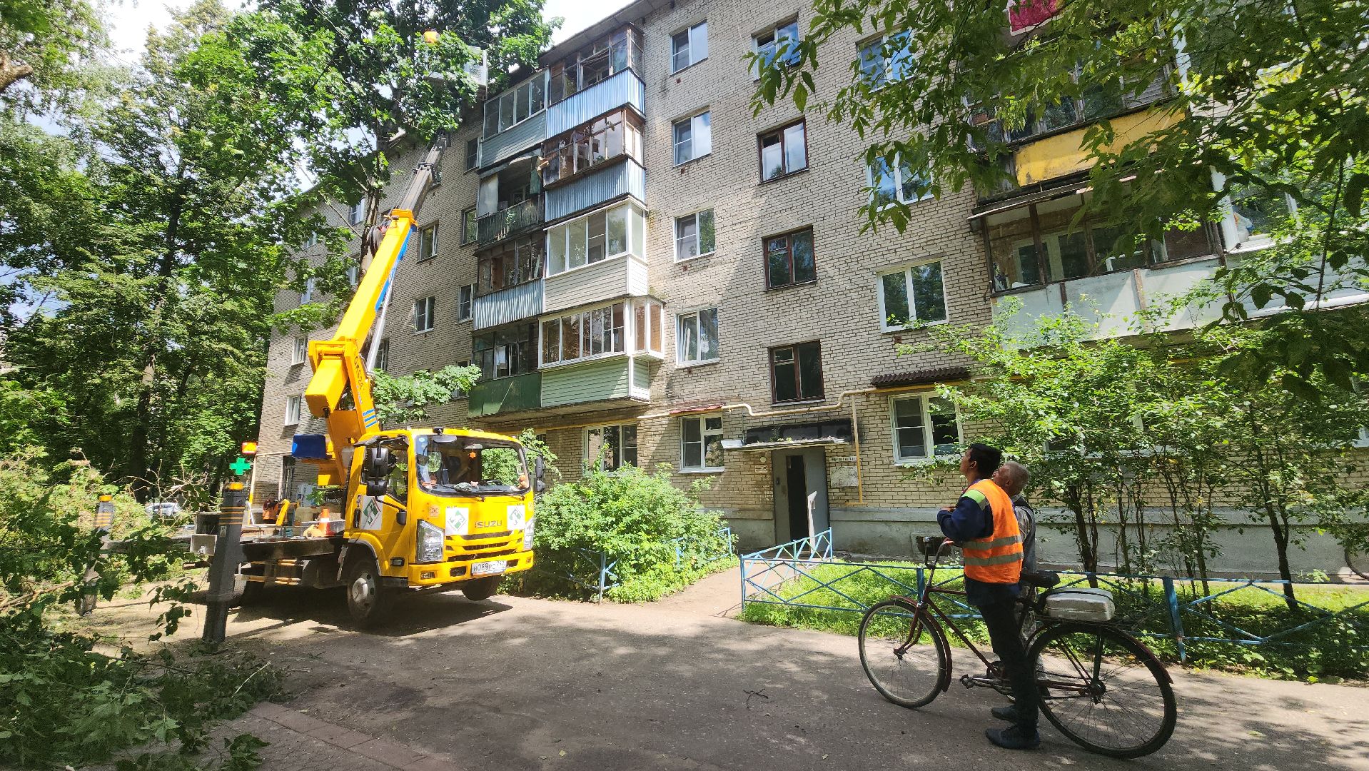 пушкино, благоустройство, удаление деревьев, обрезка деревьев,заявка жителей,