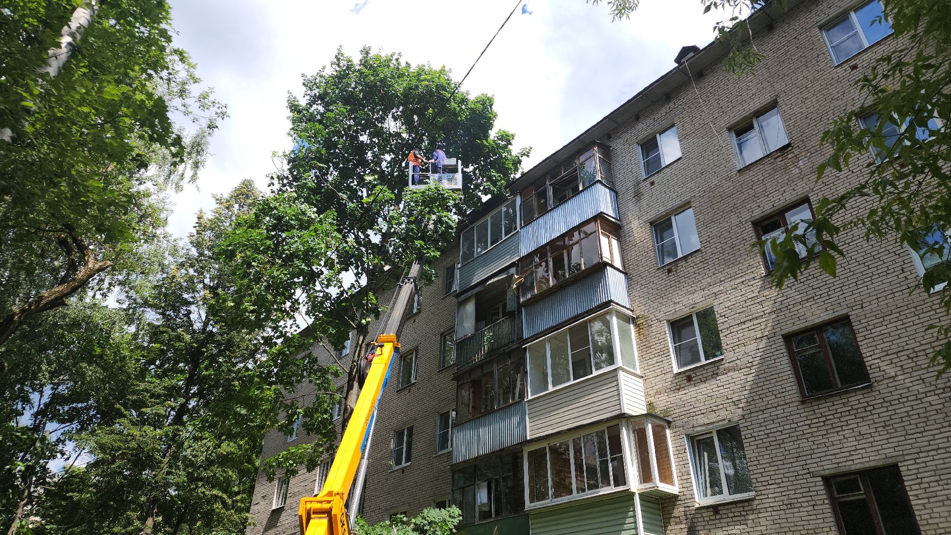 пушкино, благоустройство, удаление деревьев, обрезка деревьев,заявка жителей,