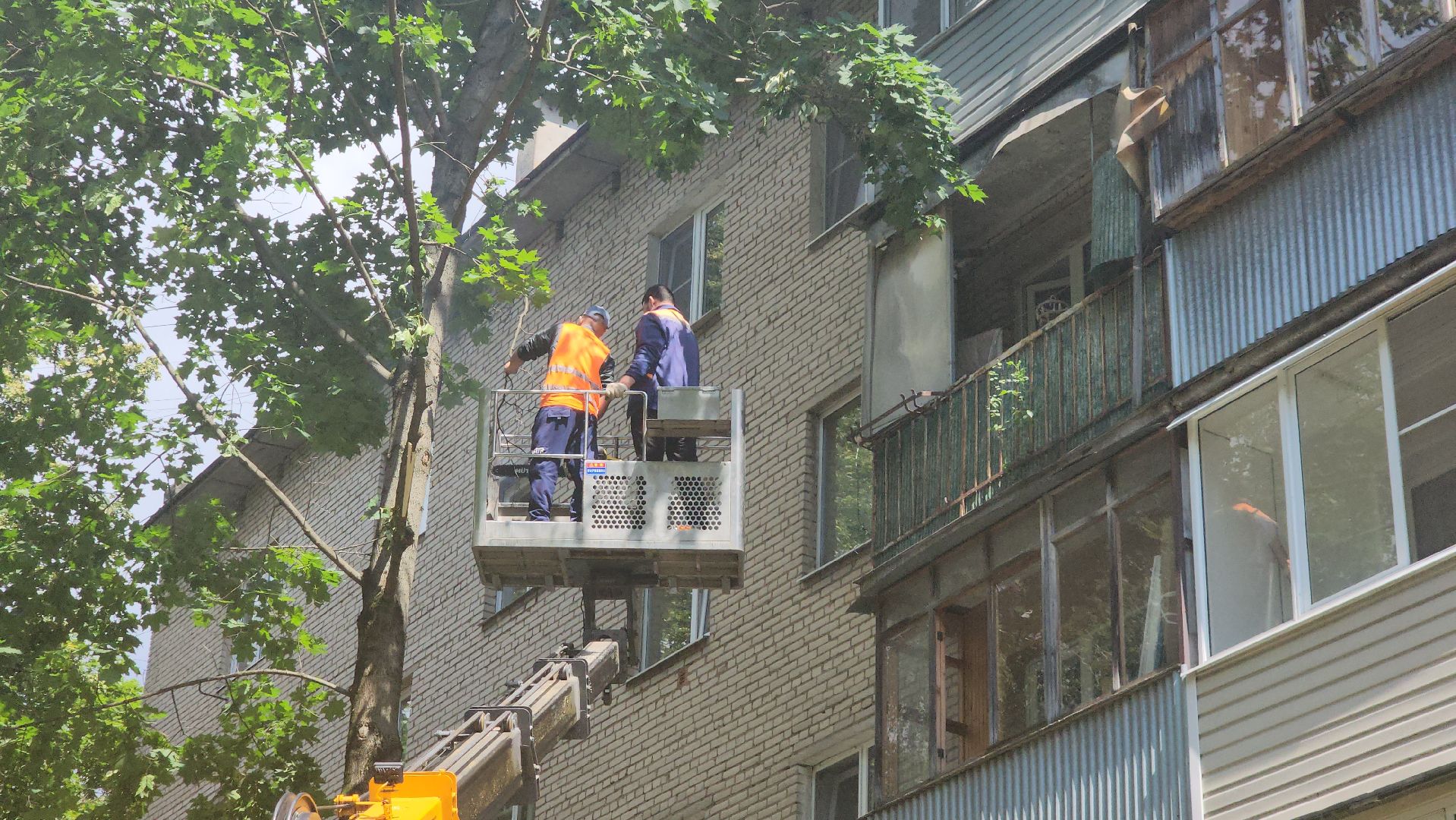 пушкино, благоустройство, удаление деревьев, обрезка деревьев,заявка жителей,