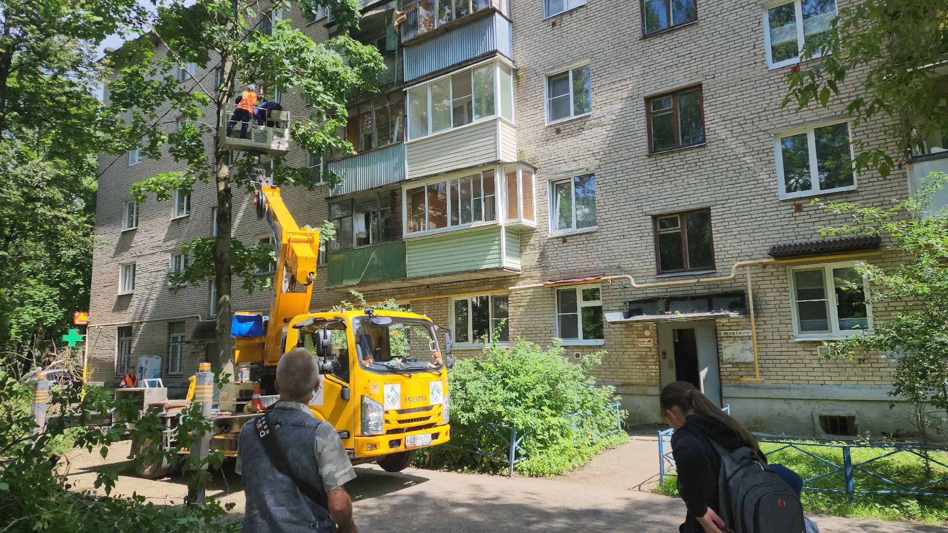 пушкино, благоустройство, удаление деревьев, обрезка деревьев,заявка жителей,