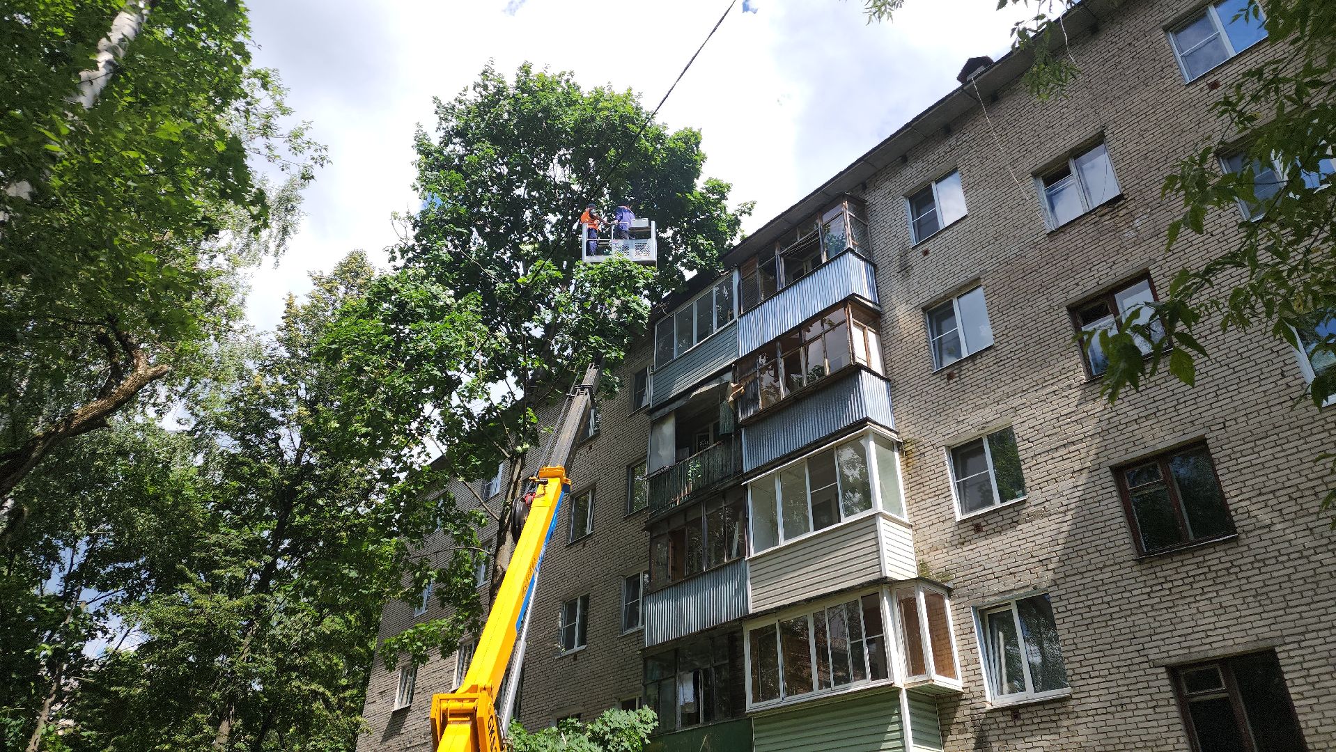 пушкино, благоустройство, удаление деревьев, обрезка деревьев,заявка жителей,
