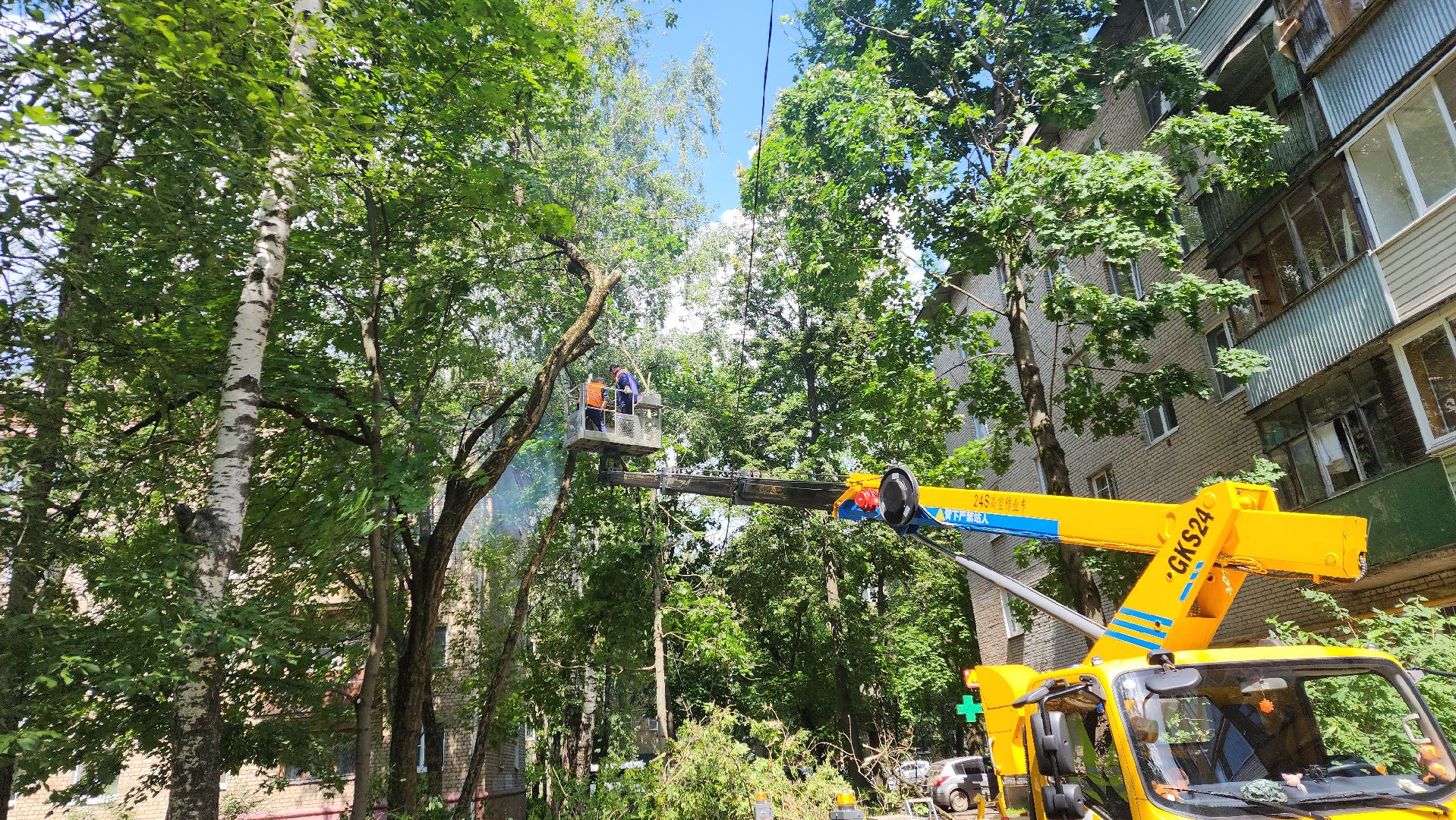 пушкино, благоустройство, удаление деревьев, обрезка деревьев,заявка жителей,