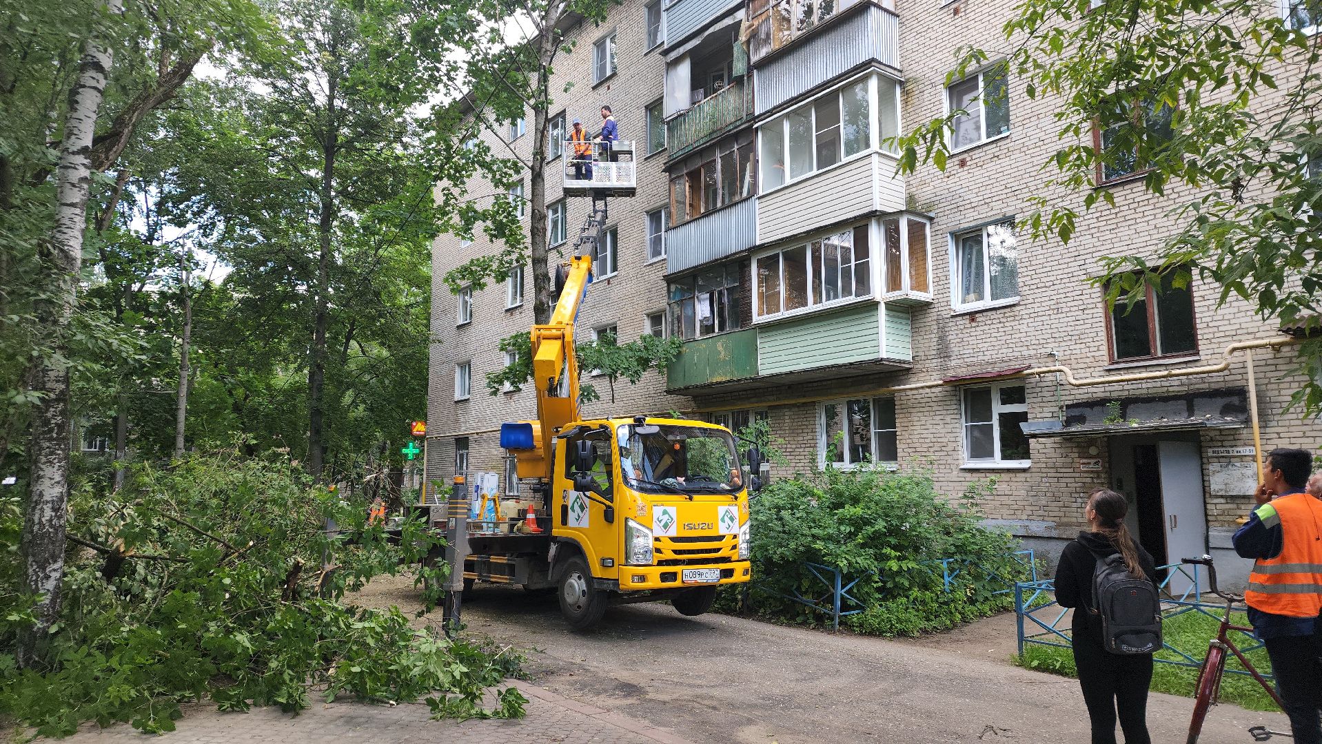 пушкино, благоустройство, удаление деревьев, обрезка деревьев,заявка жителей,