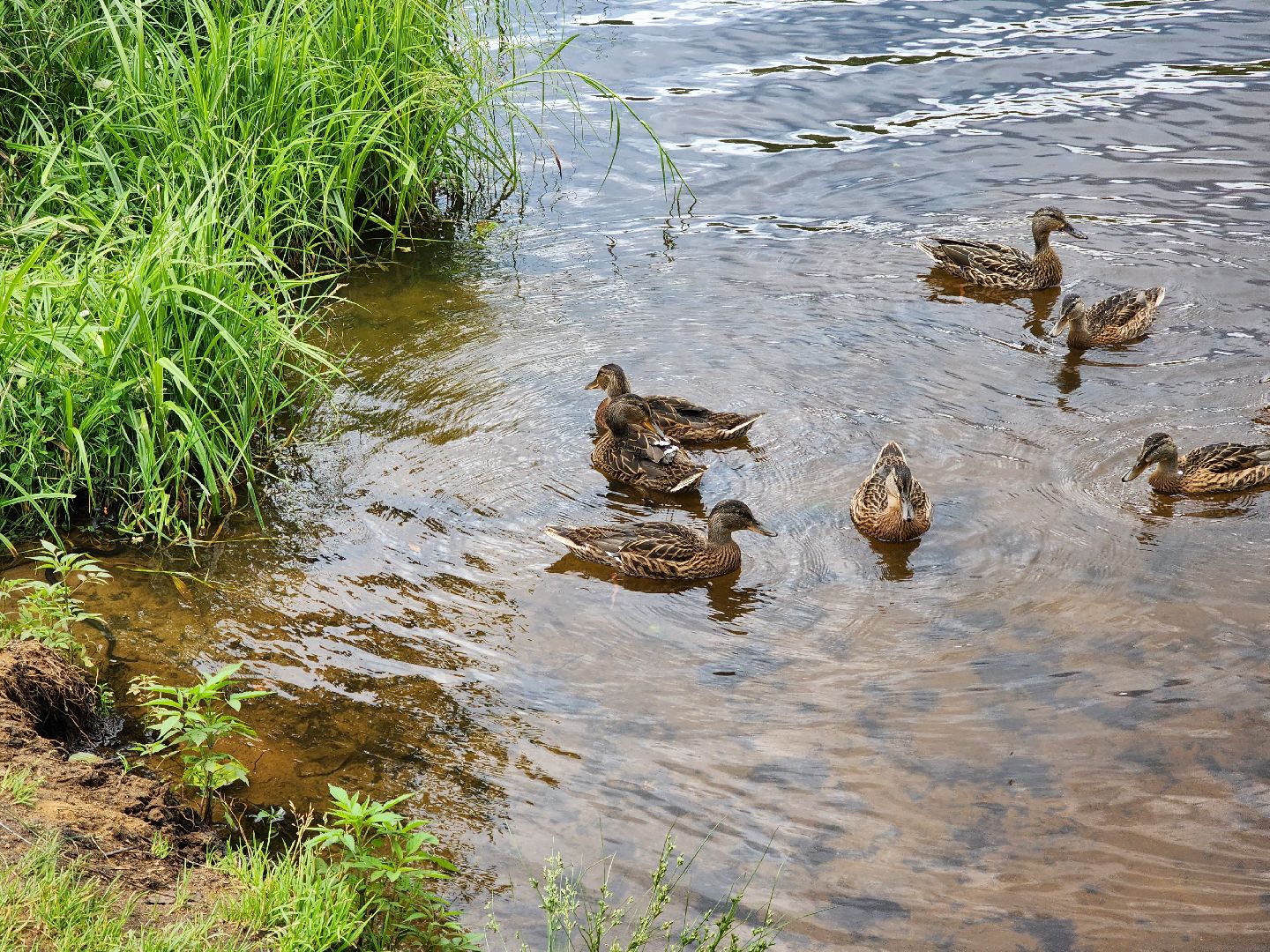ногинск, общество, жители, пляж, муниципальный пляж, благоустройство, купальный сезон,