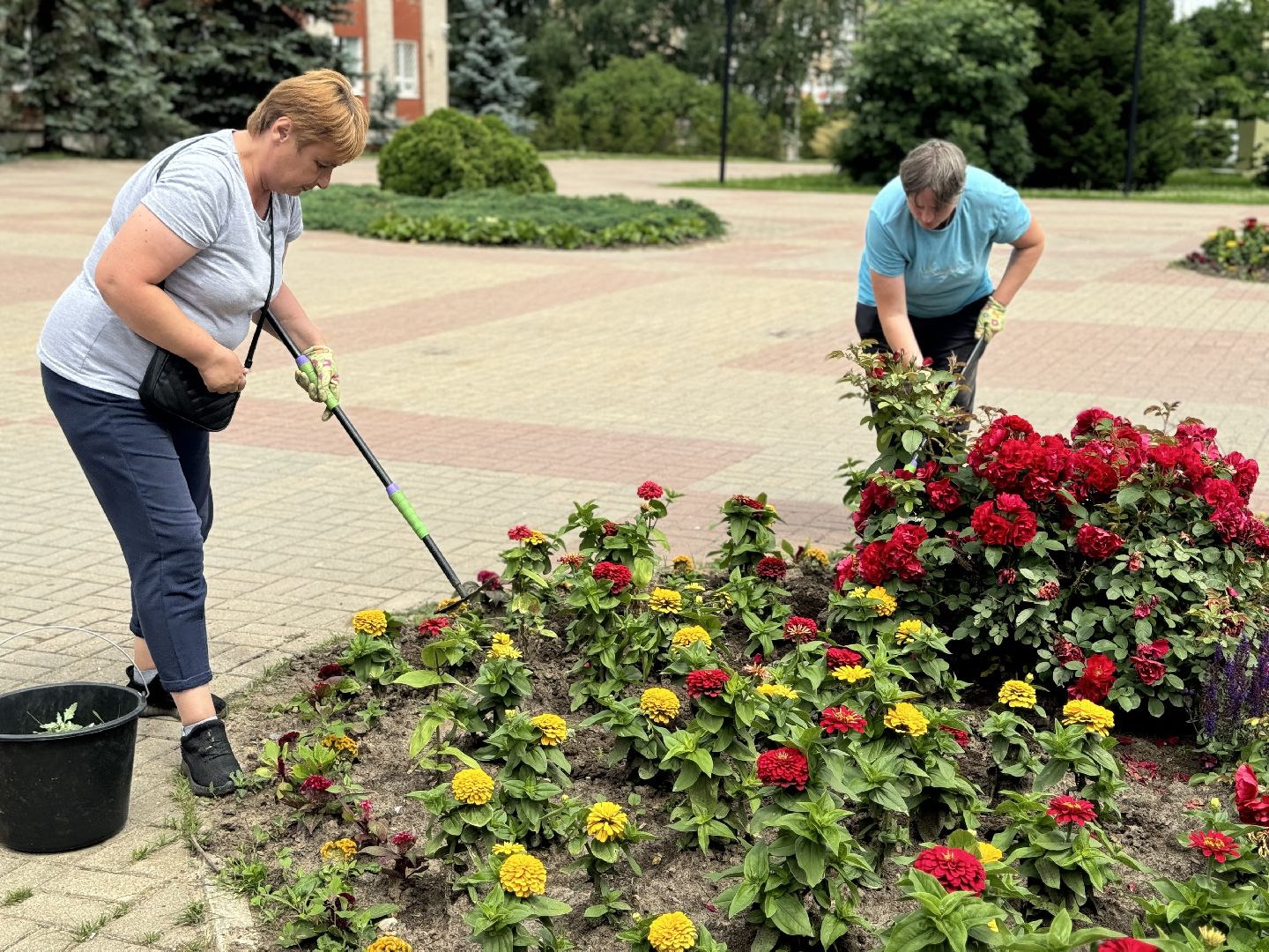 шаховская, клумбы, коммунальная служба, цветы,