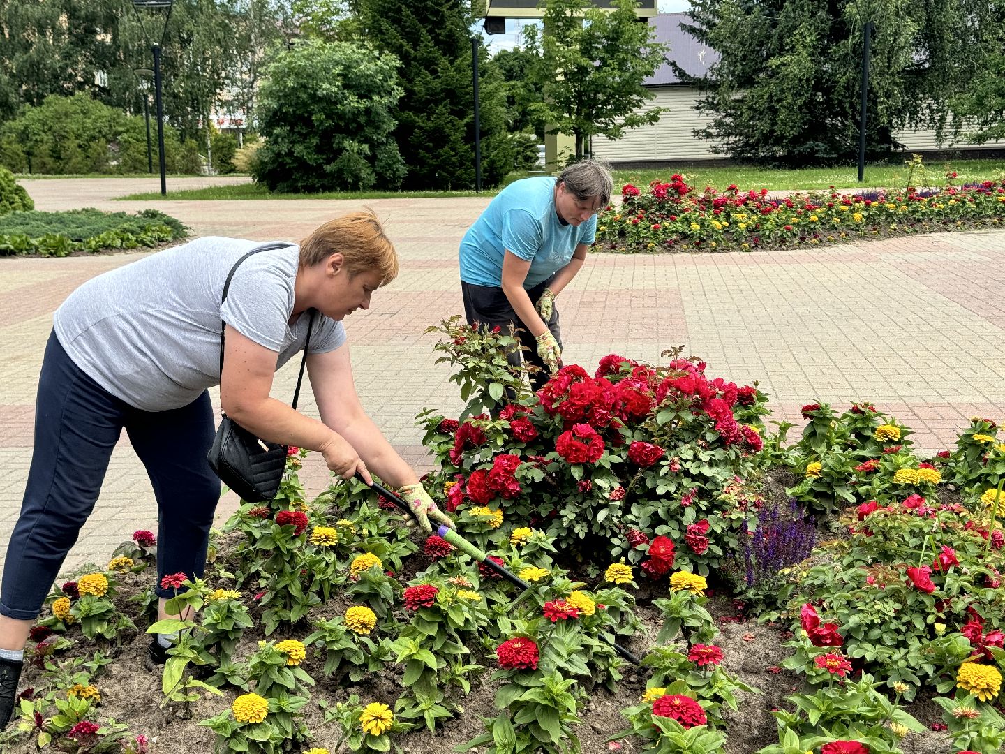 шаховская, клумбы, коммунальная служба, цветы,