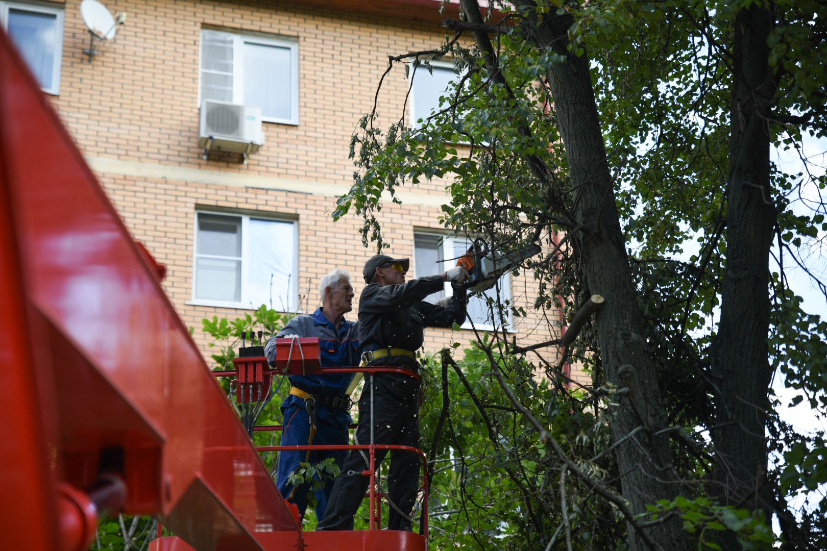 Бронницы, опиловка деревьев, Благоустройство, МБУ Благоустройство,