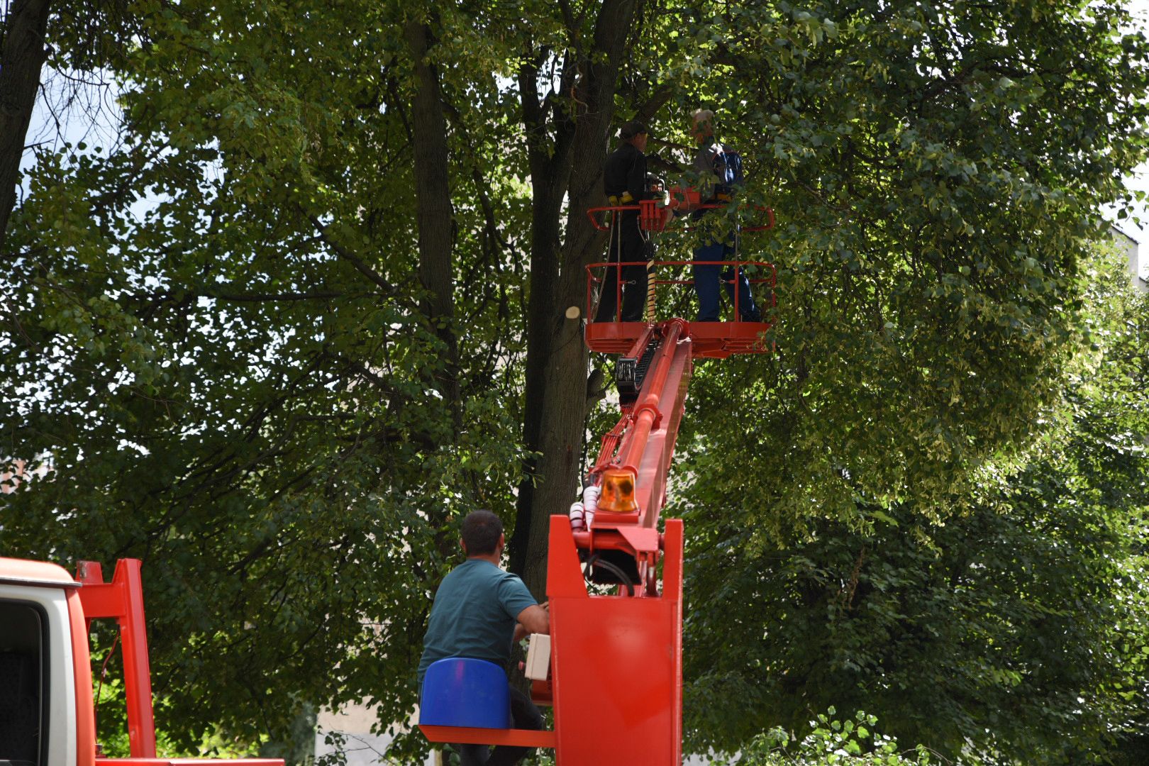 Бронницы, опиловка деревьев, Благоустройство, МБУ Благоустройство,