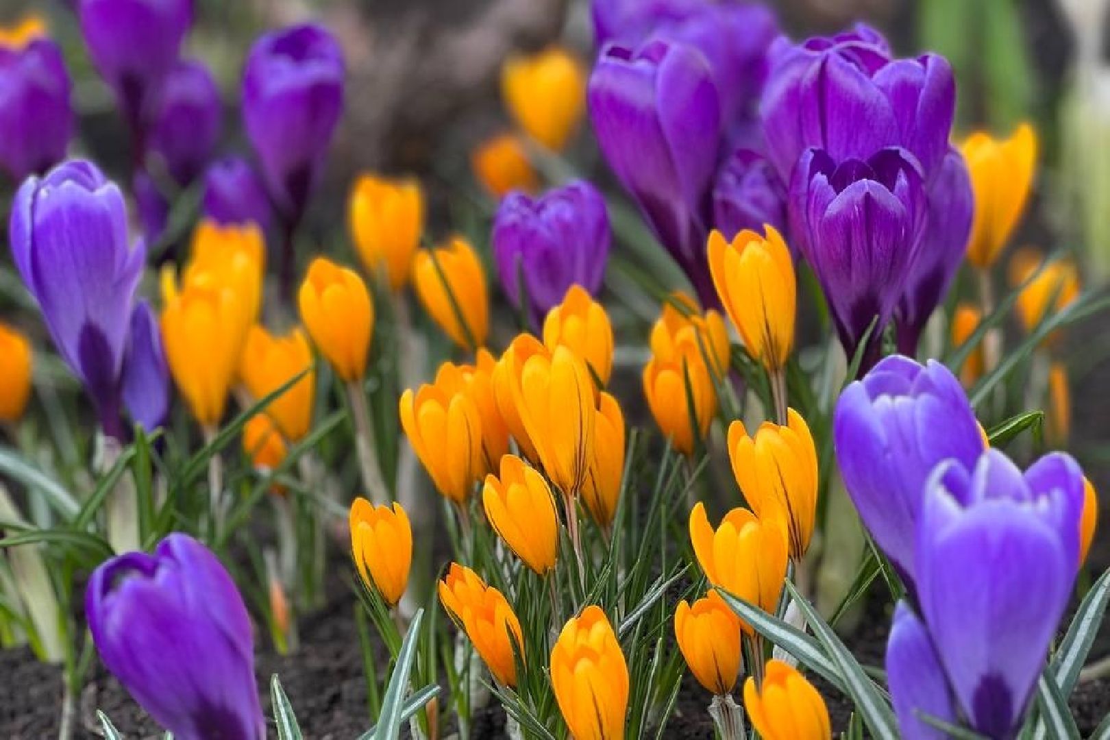 Подольск, цветы, крокус