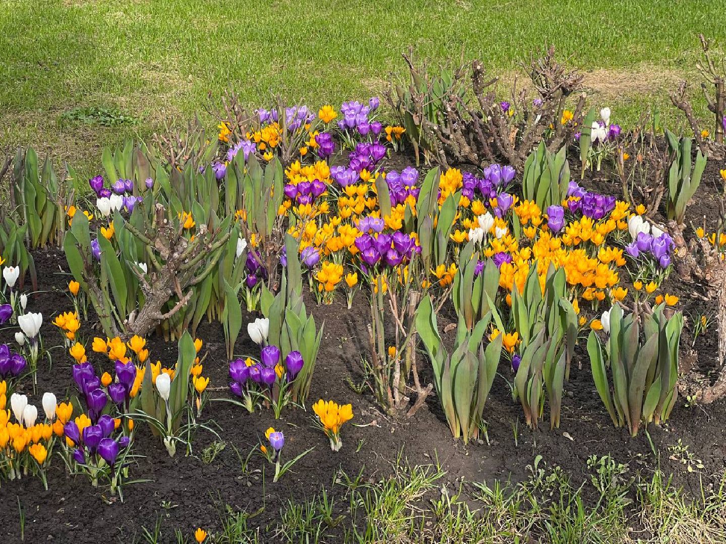 Подольск, цветы, крокус