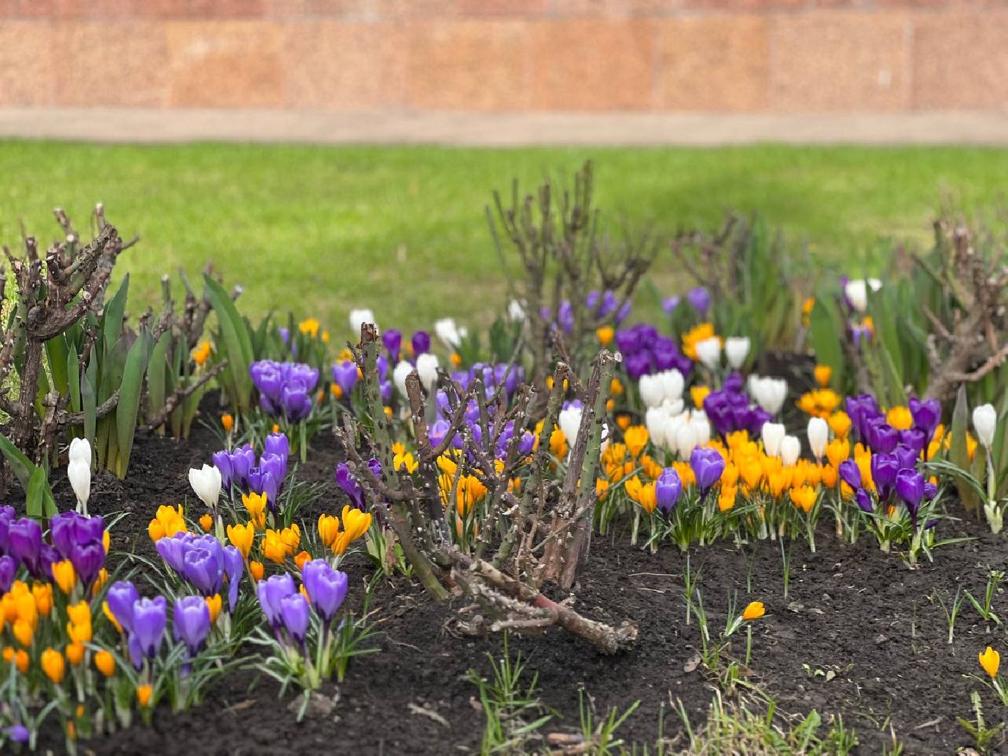 Подольск, цветы, крокус