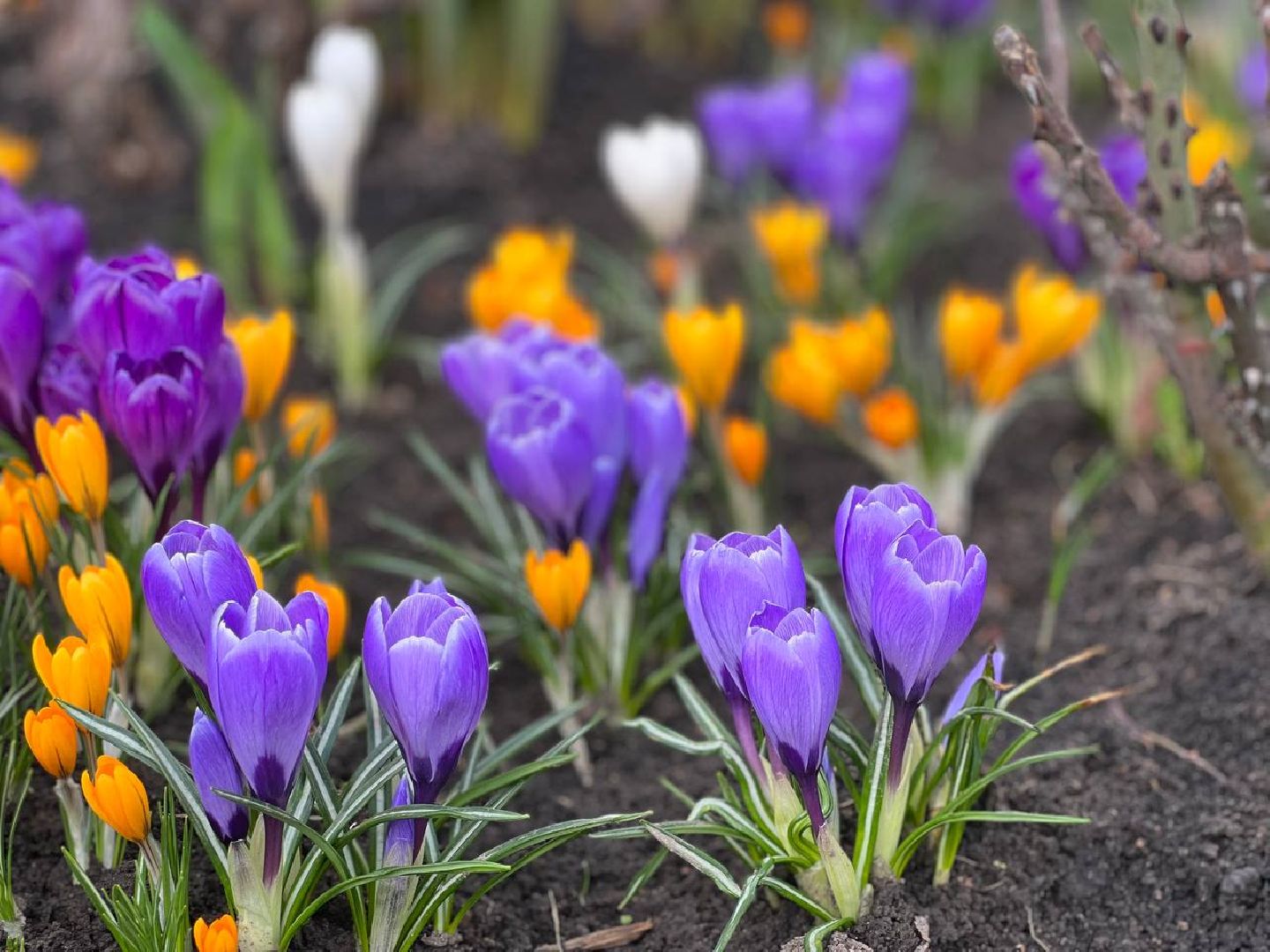 Подольск, цветы, крокус