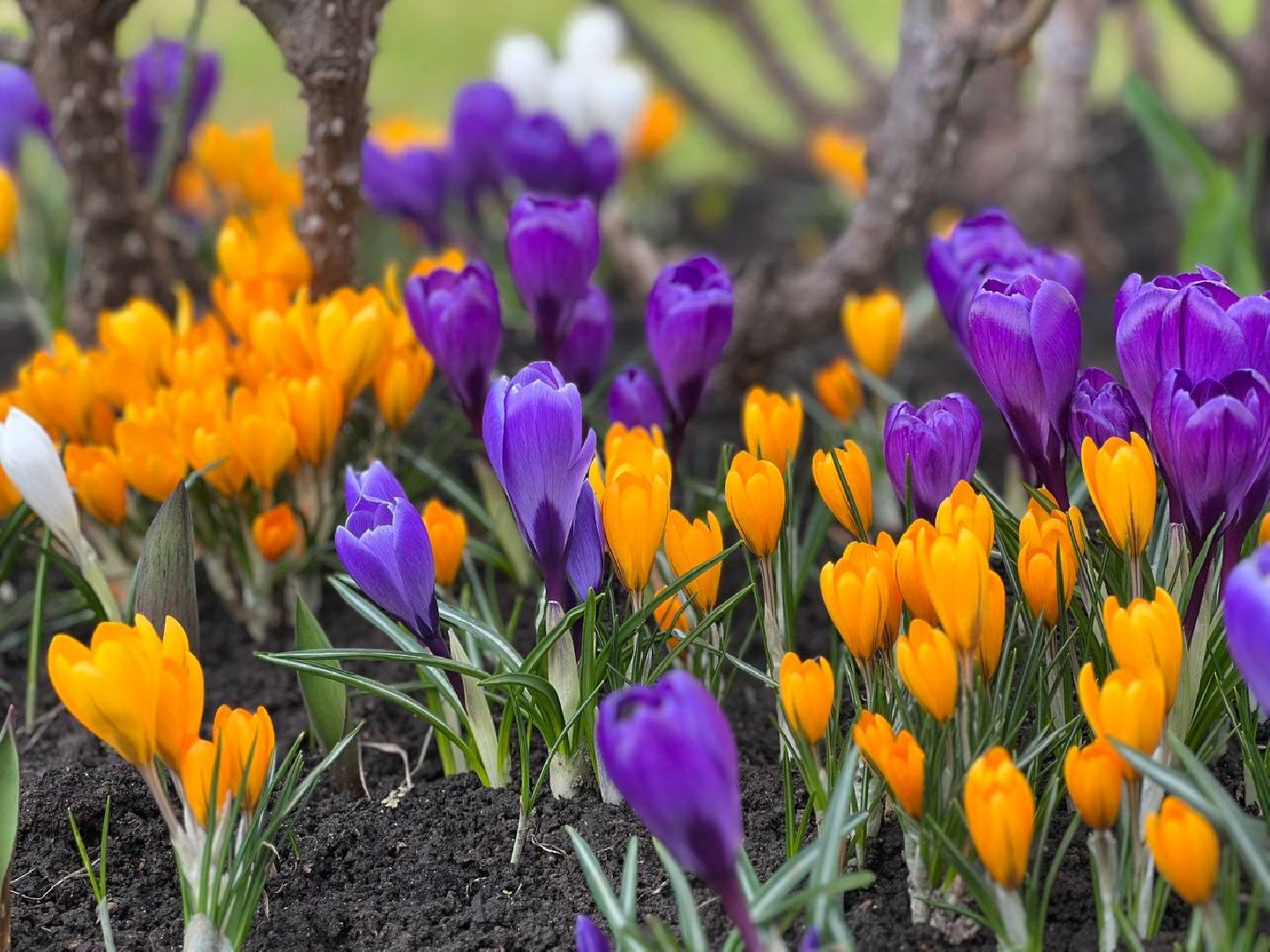 Подольск, цветы, крокус