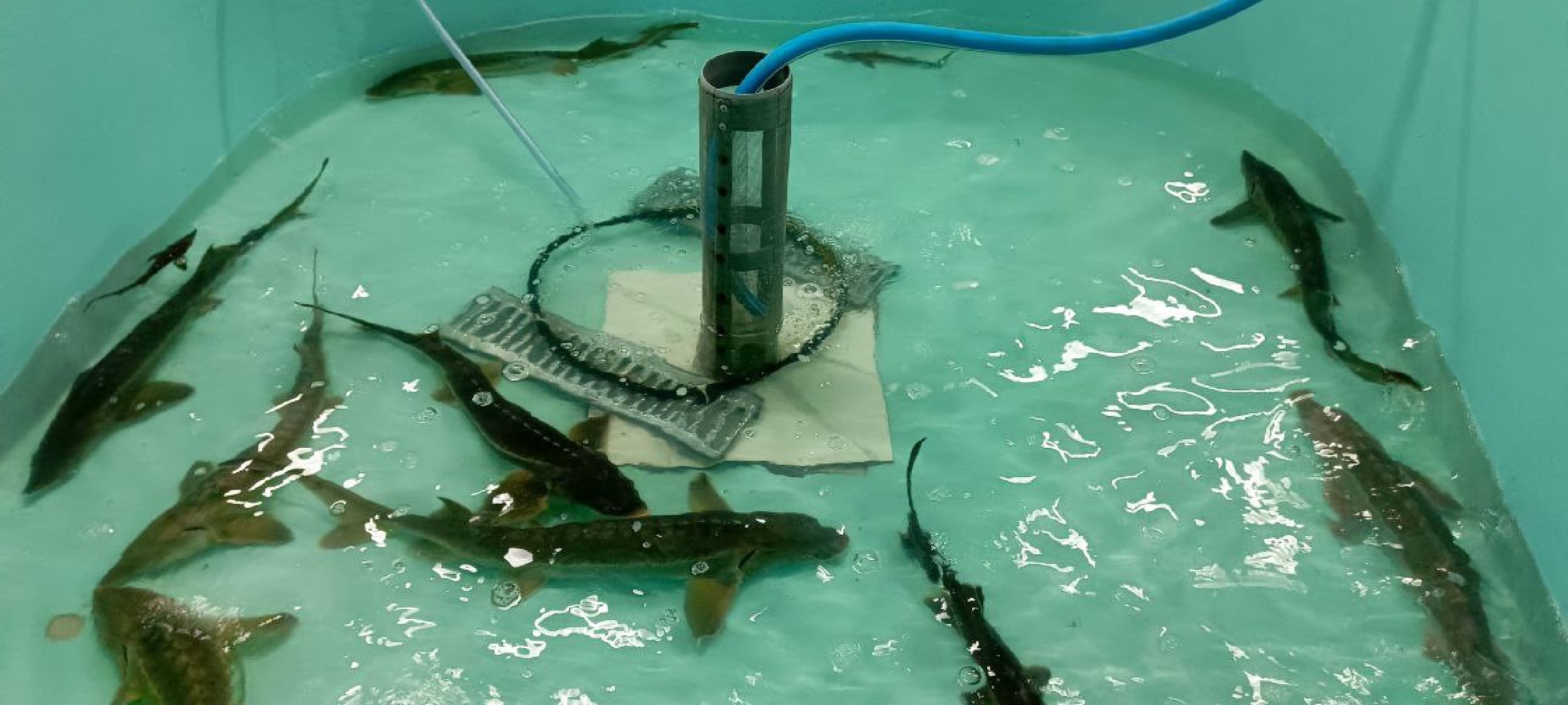 Дмитров, Туризм, Эко-ферма,