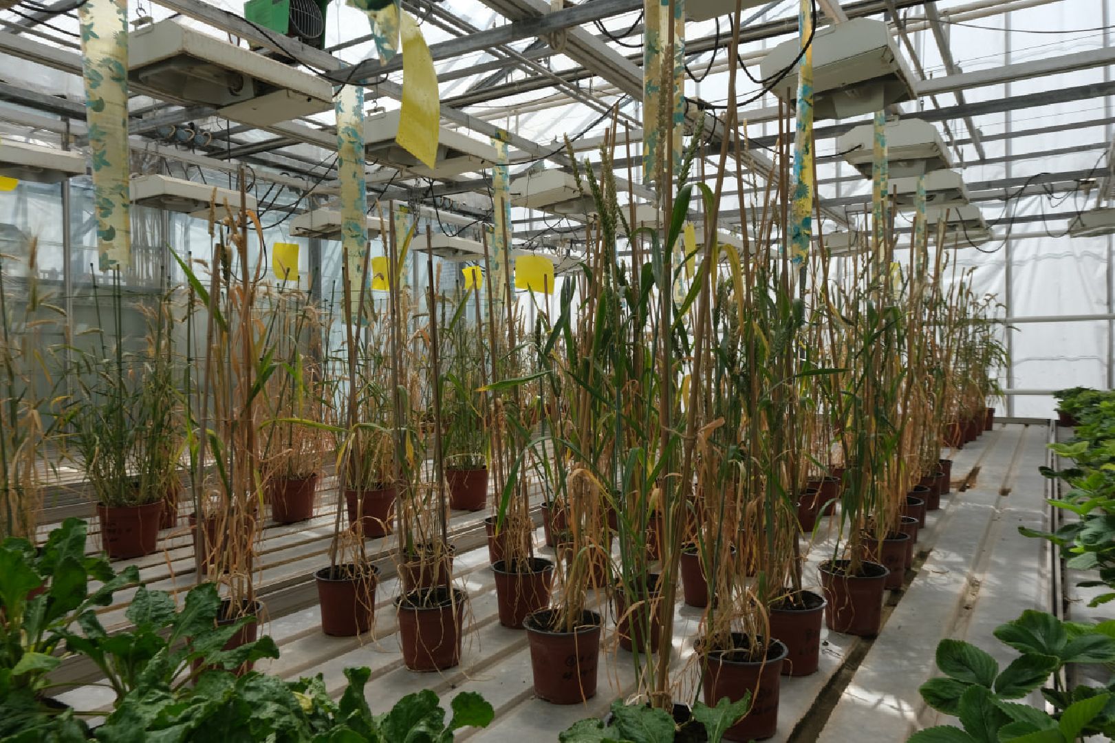 пущино, серпухов, наука, образование,