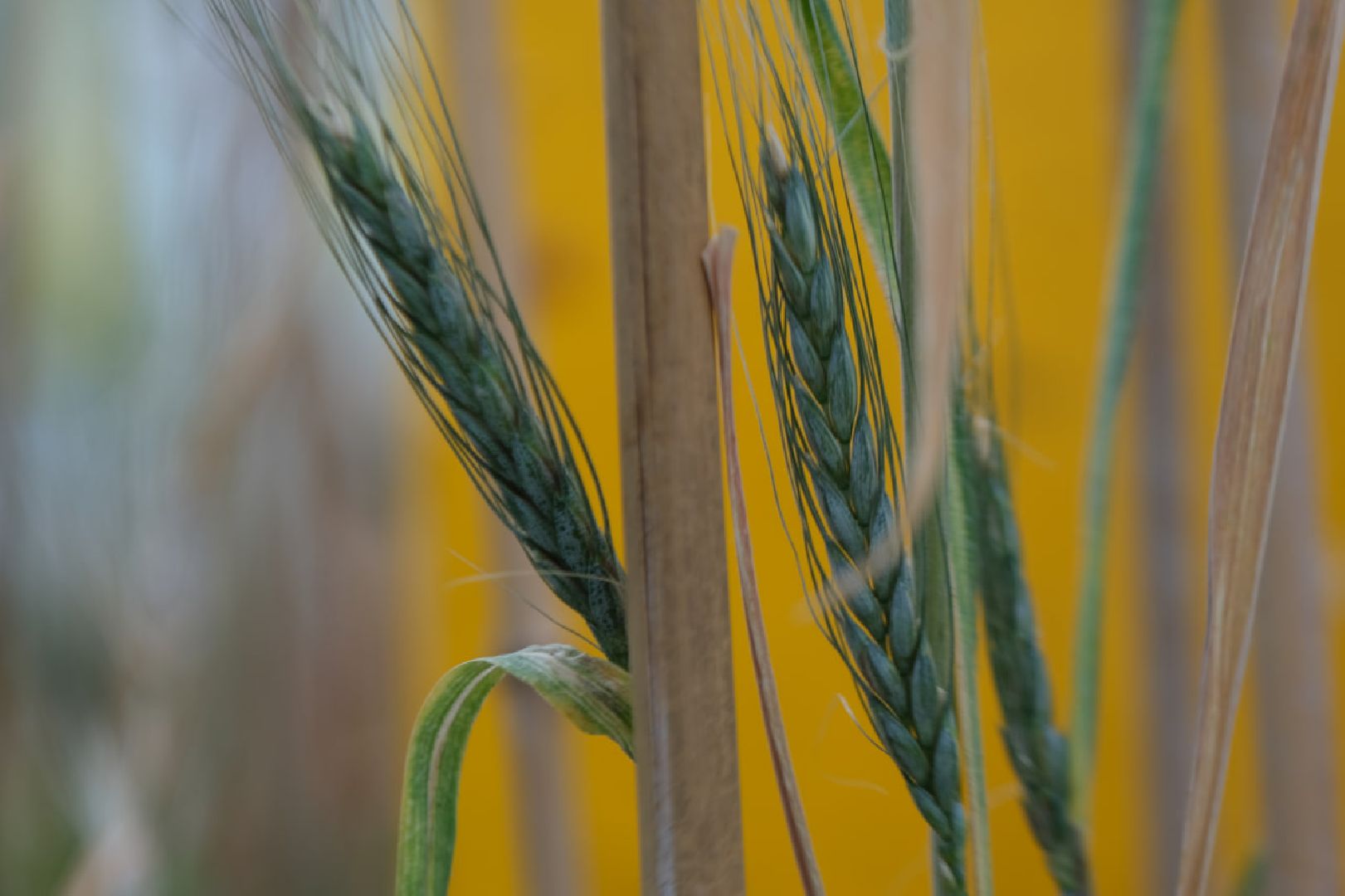 пущино, серпухов, наука, образование,