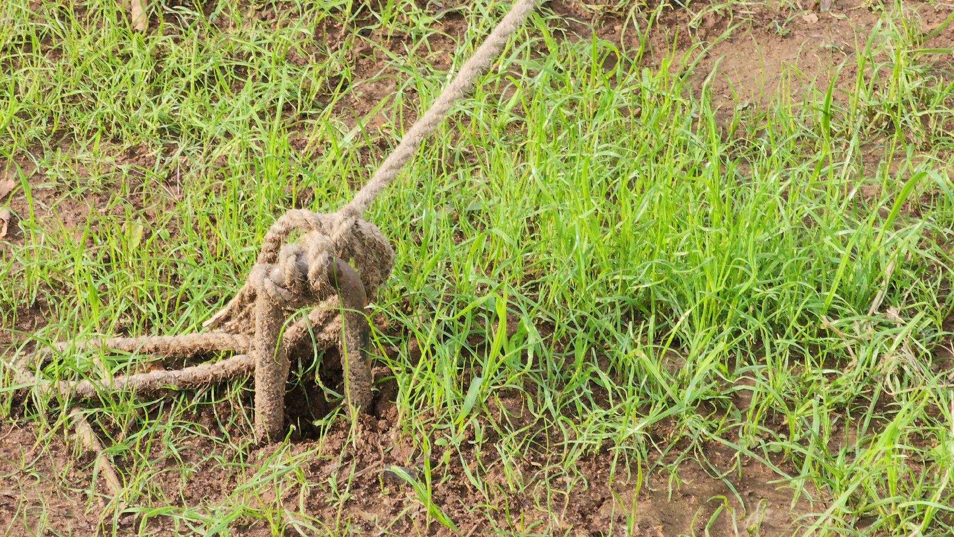 Павловский Посад, Городской округ Павловский Посад, Благоустройство, Ремонт, Сквер, Дуб,