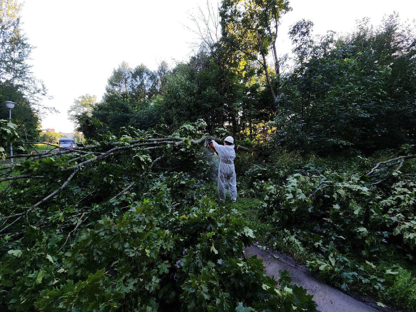 Чп, Жкх, деревья, черноголовка,