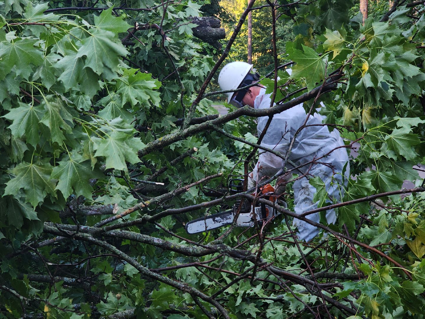Чп, Жкх, деревья, черноголовка,
