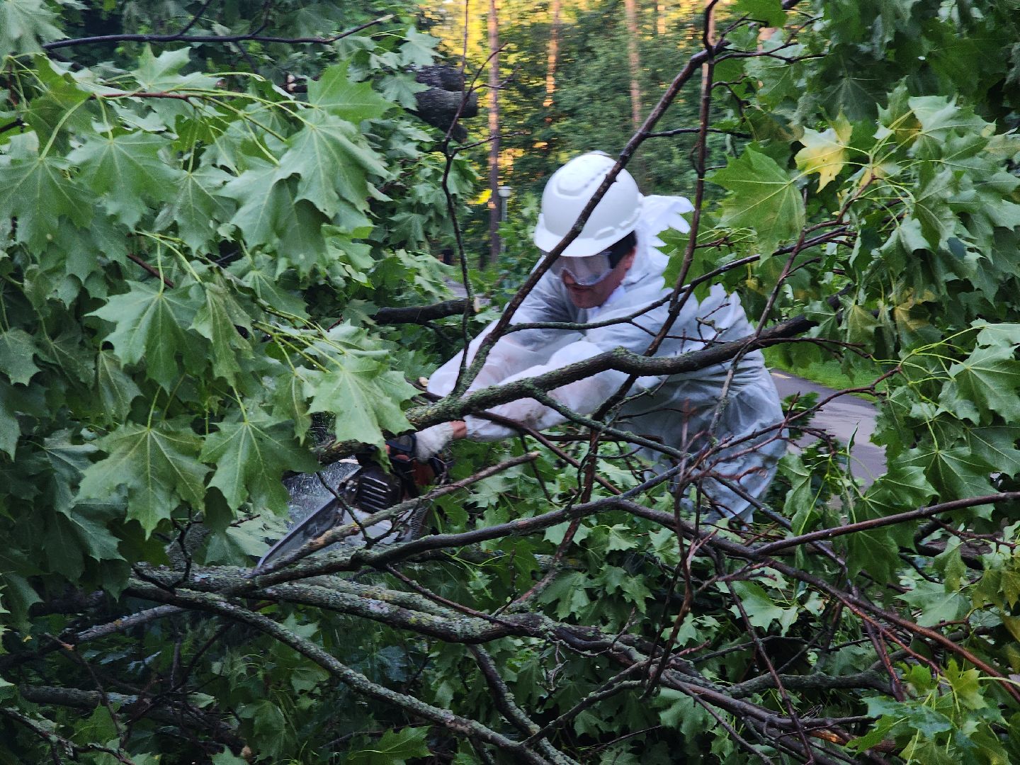 Чп, Жкх, деревья, черноголовка,