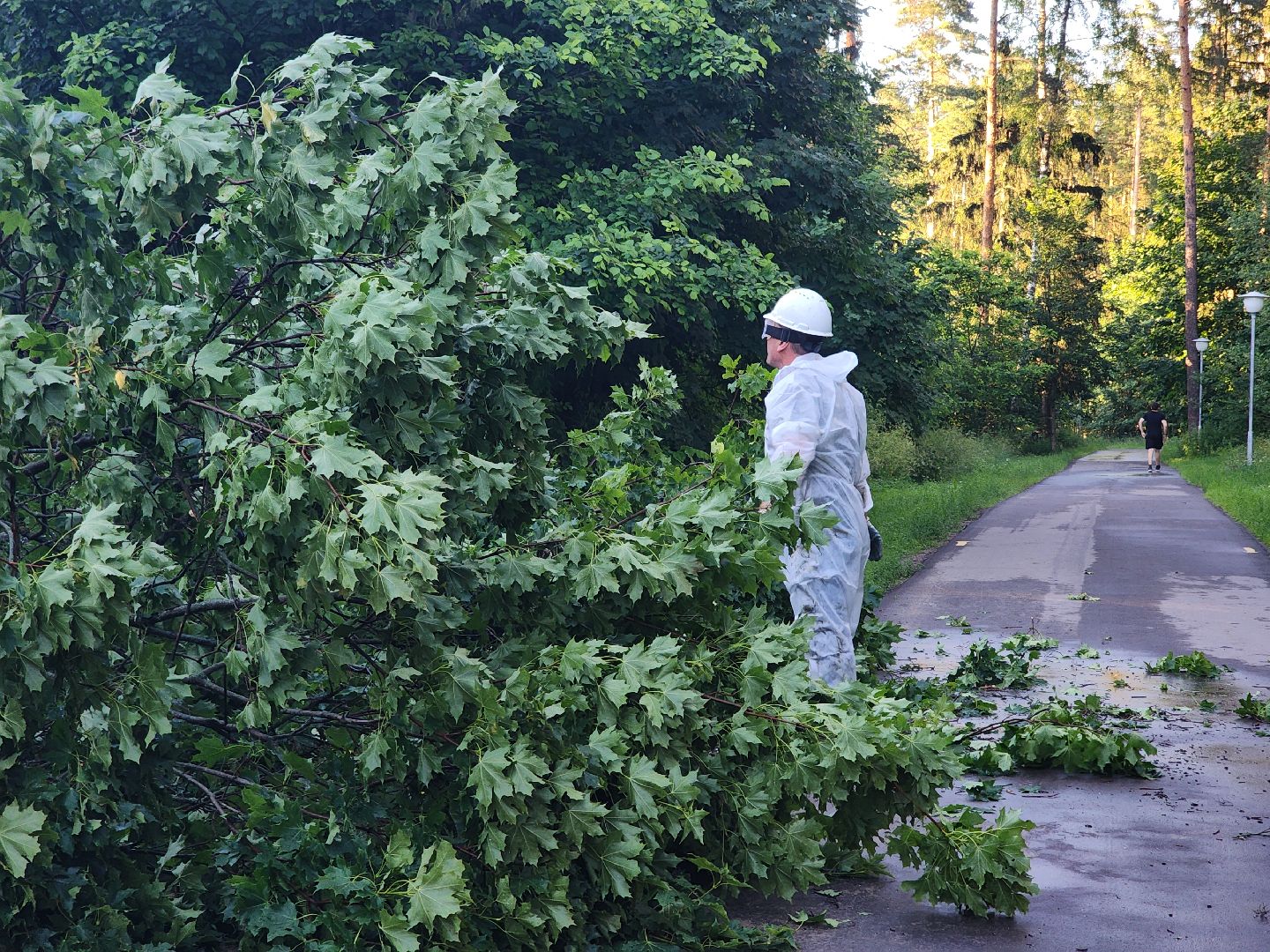 Чп, Жкх, деревья, черноголовка,