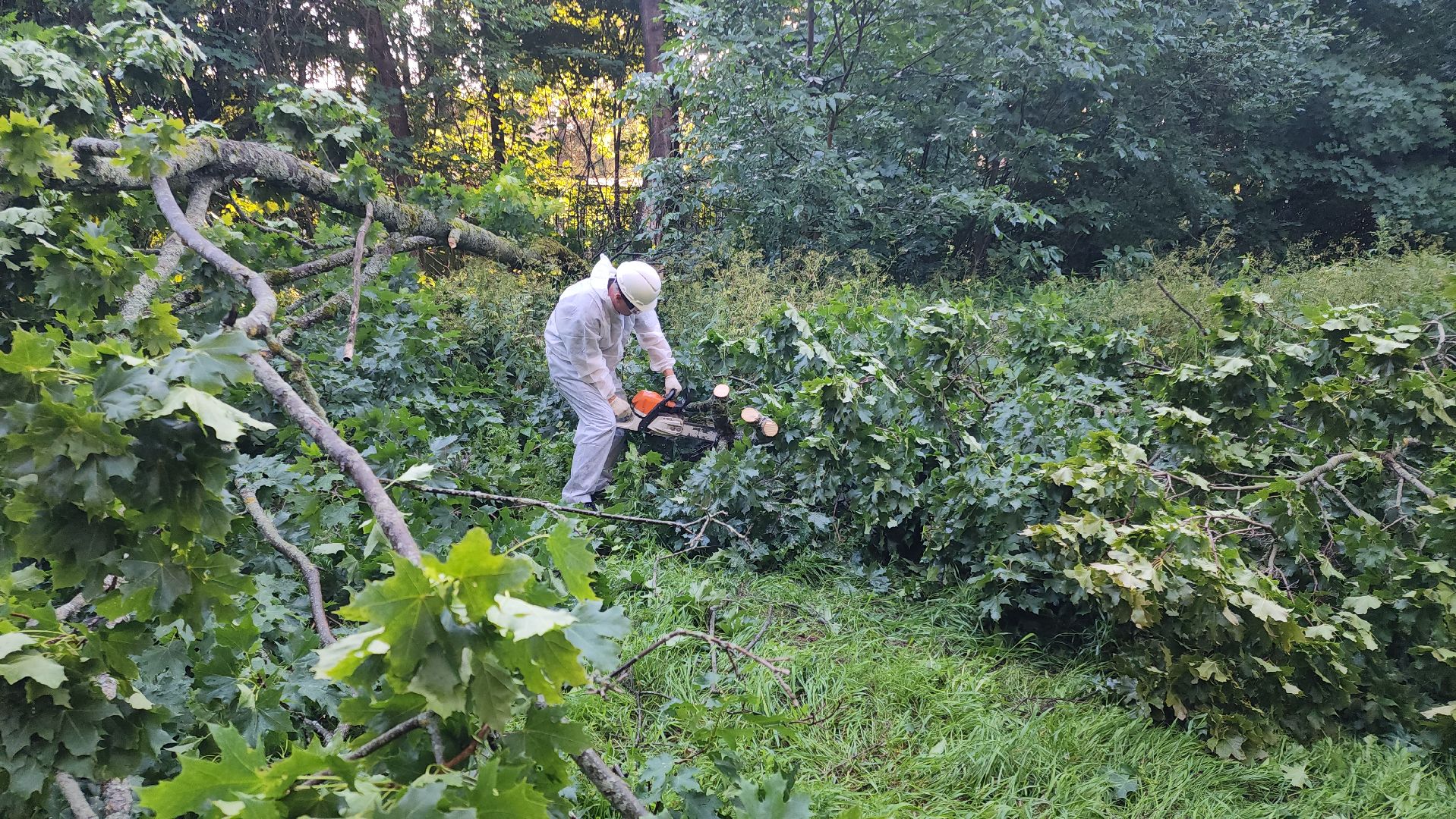 Чп, Жкх, деревья, черноголовка,