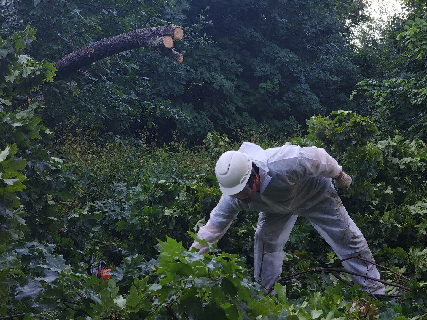 Чп, Жкх, деревья, черноголовка,