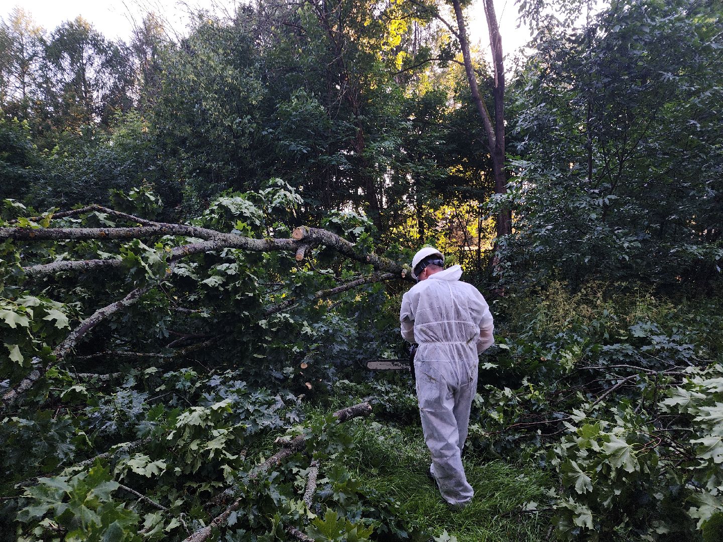 Чп, Жкх, деревья, черноголовка,